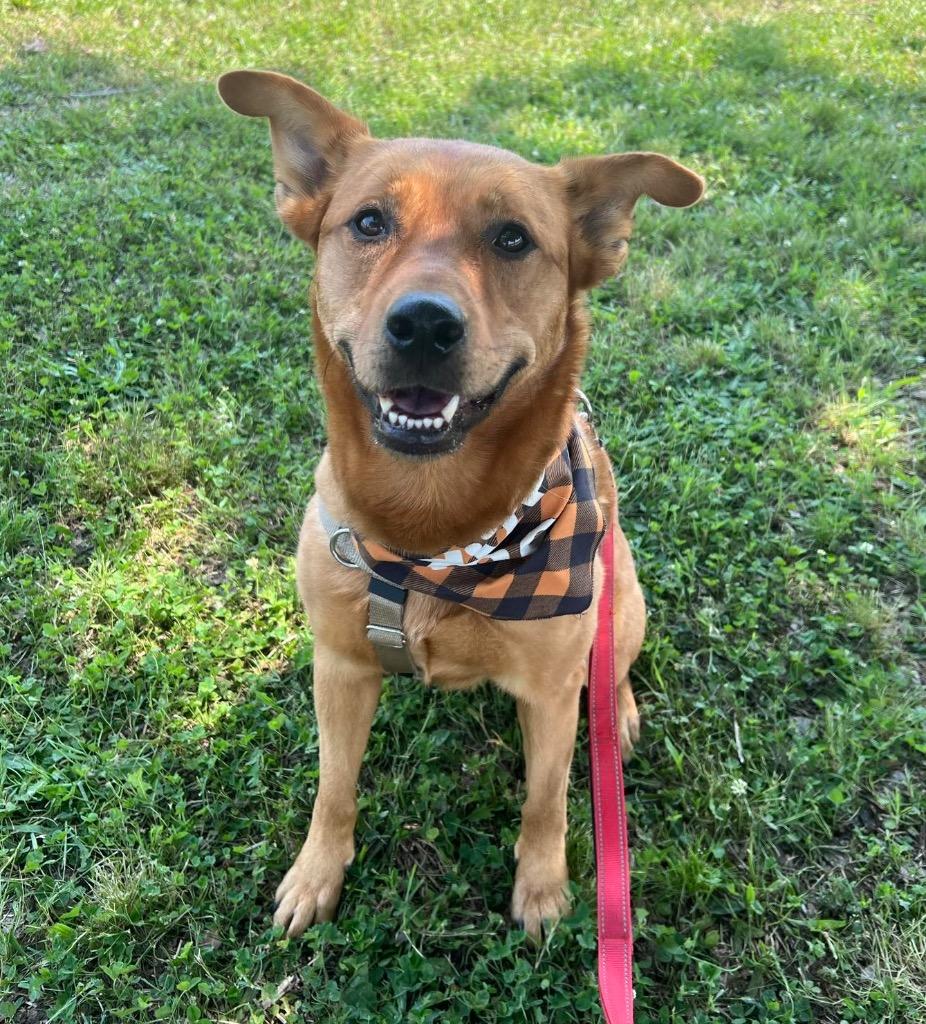 River, Adoptable, Adult Female Shepherd & Golden Retriever.