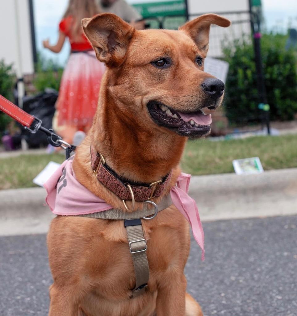 Enlarge River, a Adoptable mixed breed in Waxhaw, NC image 2/6
