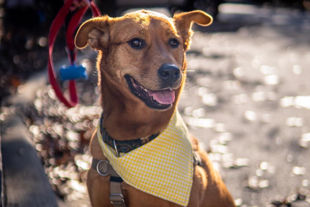 River, a Adoptable mixed breed in Waxhaw, NC image 4/6