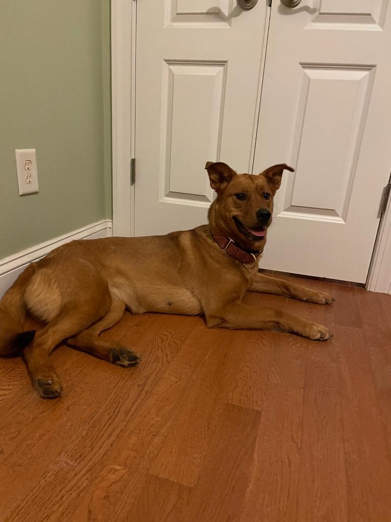 Enlarge River, a Adoptable mixed breed in Waxhaw, NC image 3/6