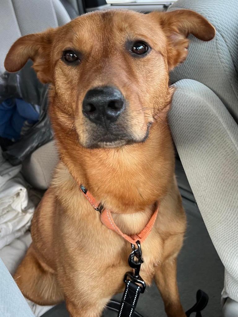 Enlarge River, a Adoptable mixed breed in Waxhaw, NC image 5/6