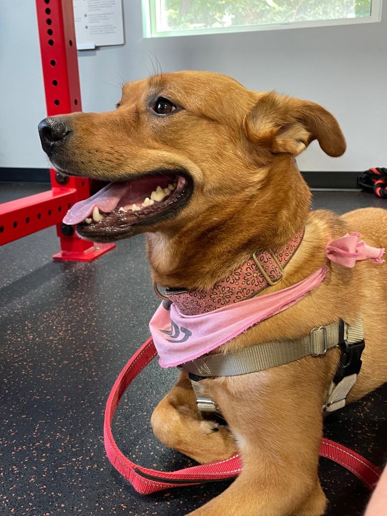 Enlarge River, a Adoptable mixed breed in Waxhaw, NC image 5/6