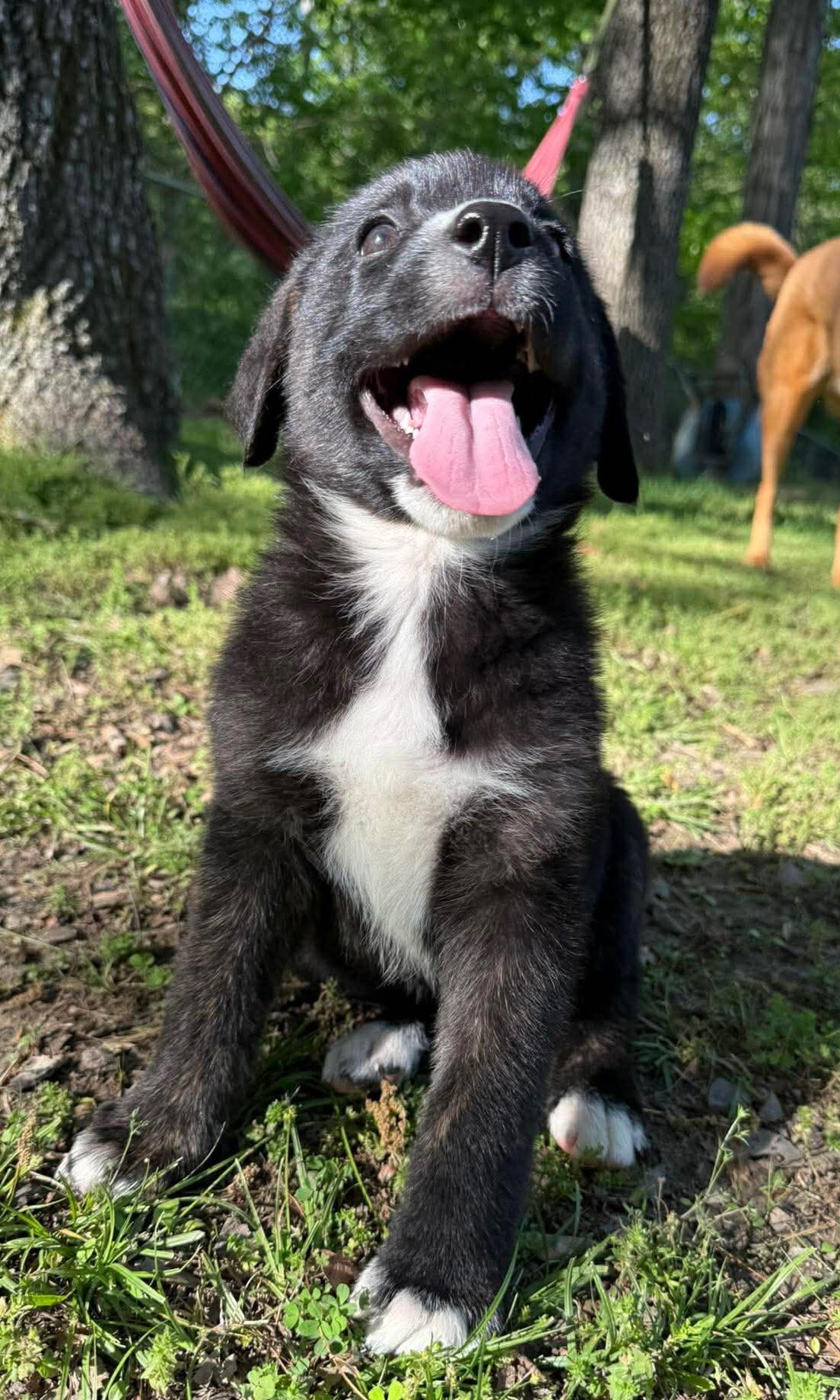 Enlarge Tripp, a ADOPTABLE mixed breed in Bloomsdale, MO image 2/5