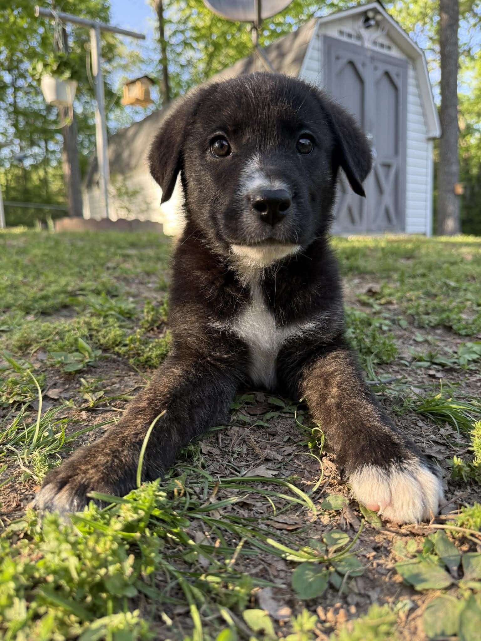 Enlarge Tripp, a ADOPTABLE mixed breed in Bloomsdale, MO image 5/5