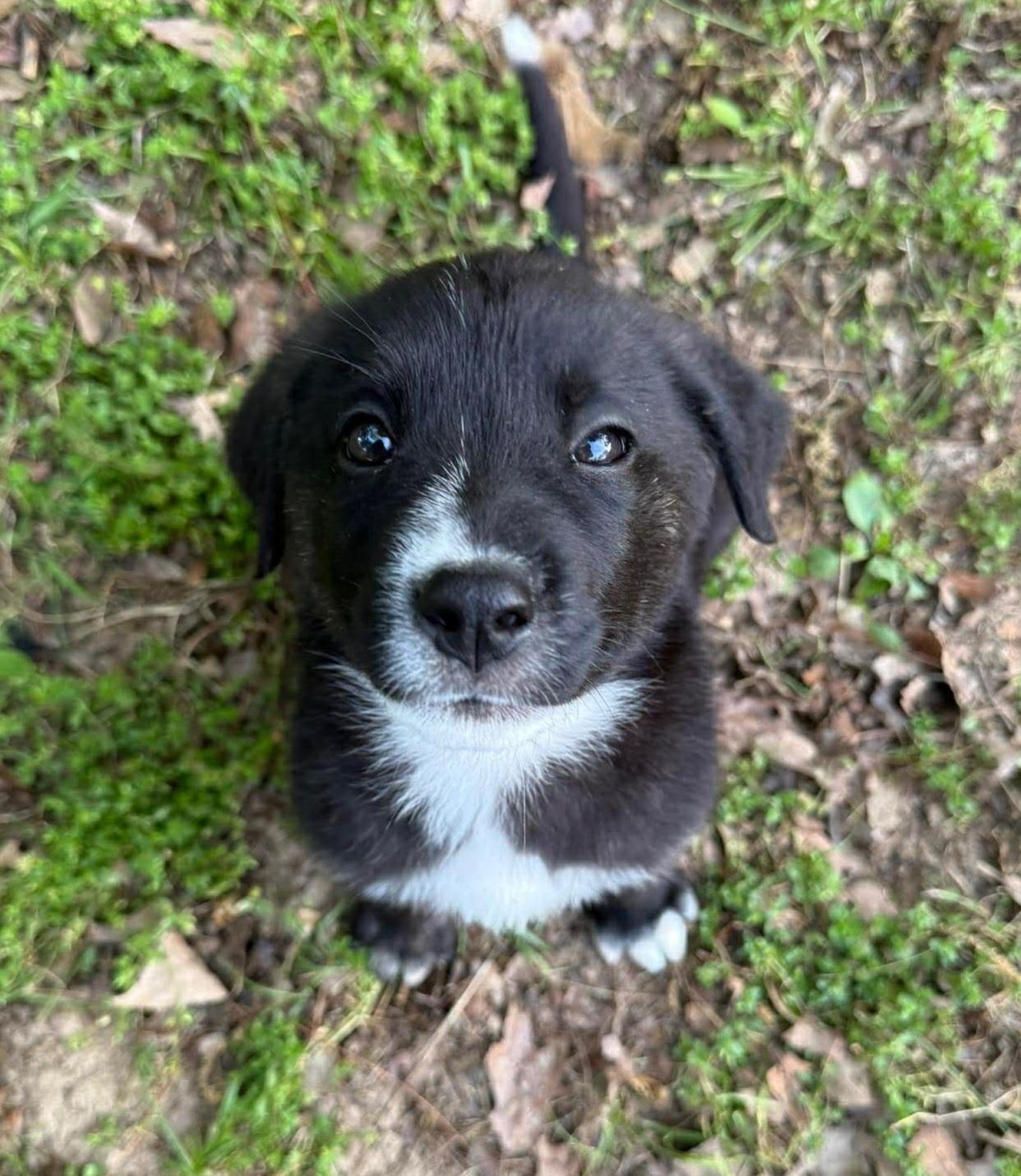 Enlarge Tripp, a ADOPTABLE mixed breed in Bloomsdale, MO image 3/5