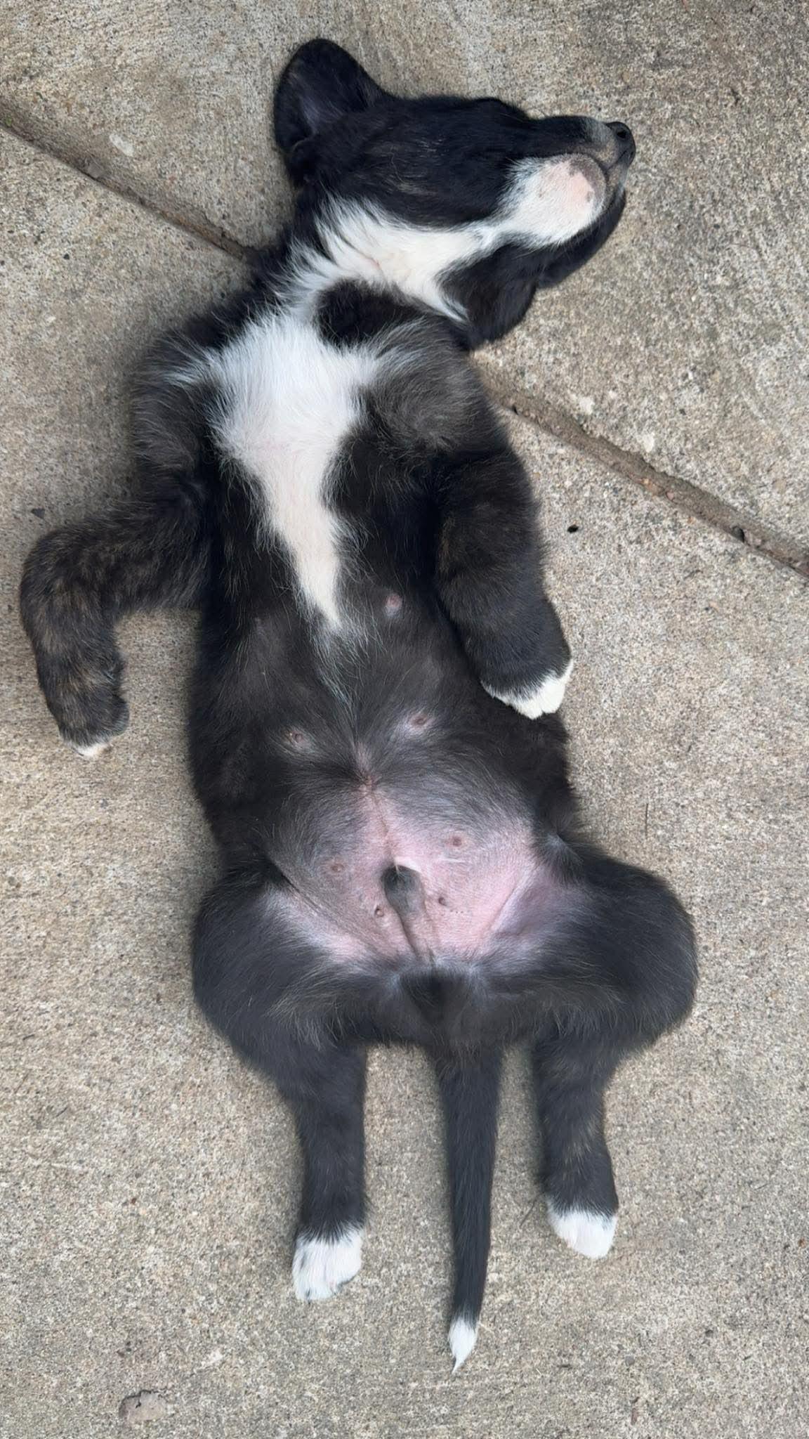 Enlarge Tripp, a ADOPTABLE mixed breed in Bloomsdale, MO image 4/5