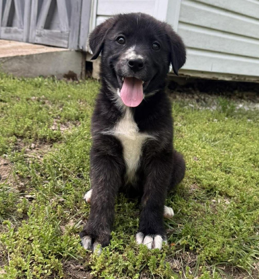 Tripp, ADOPTABLE, Puppy Male Labrador Retriever & Australian Shepherd.