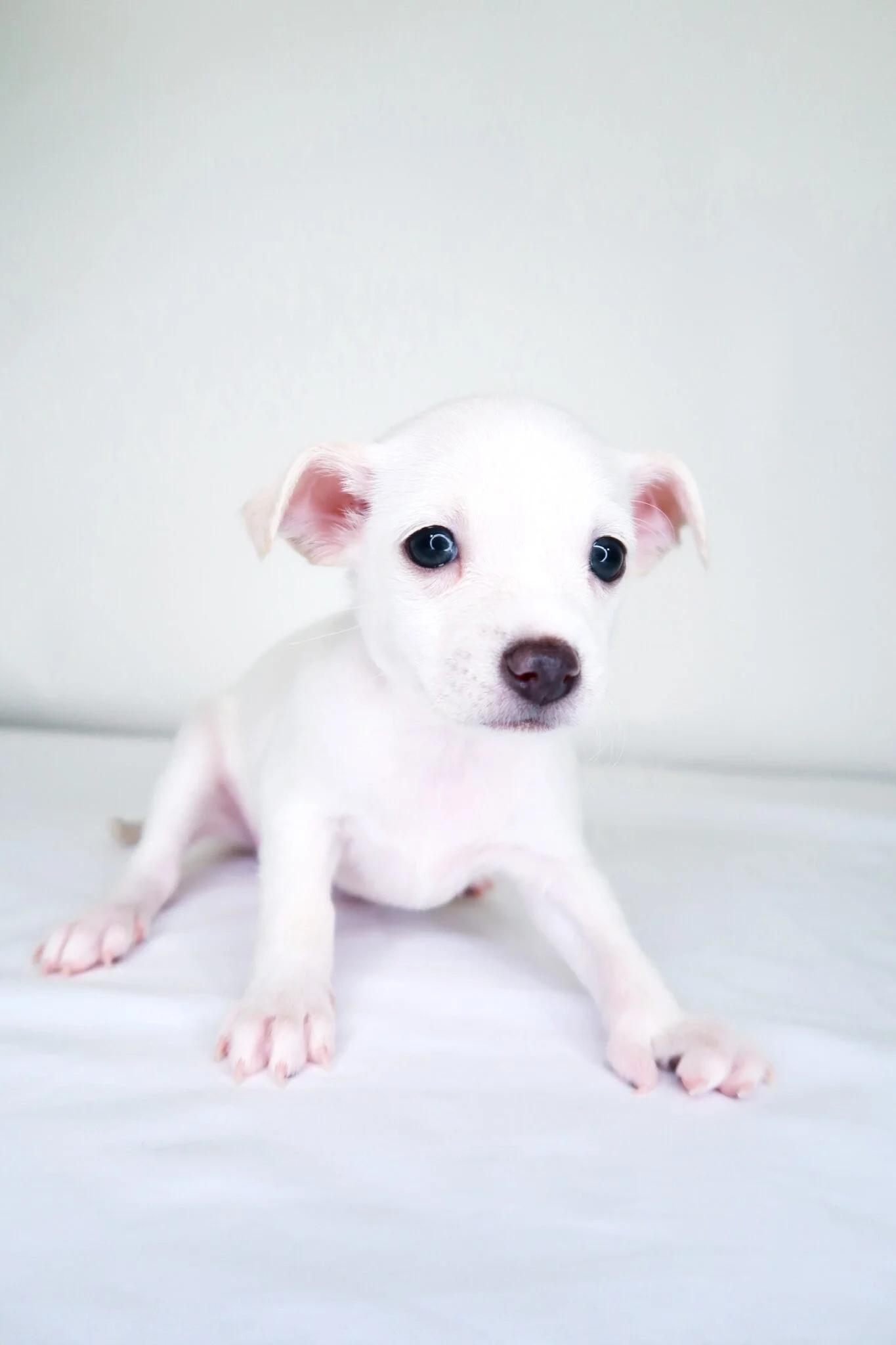 Snowdrop, Baby Female Chihuahua