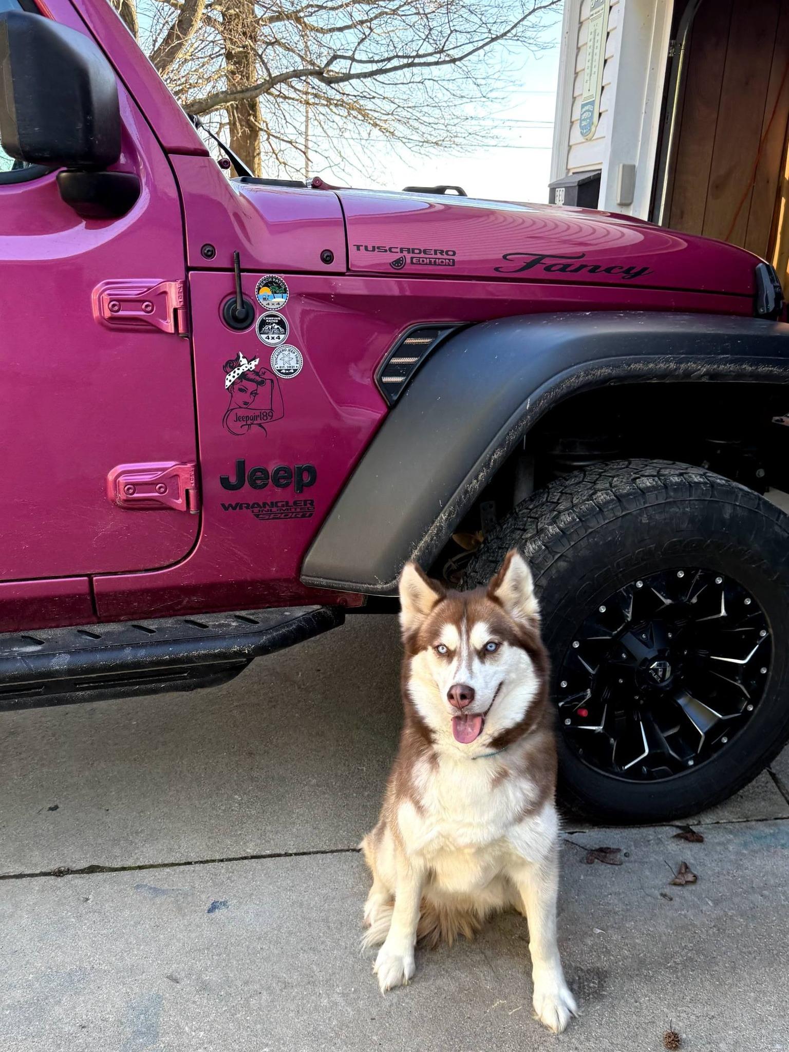 Enlarge Siri, a Adoptable Siberian Husky in East Sparta, OH image 5/5
