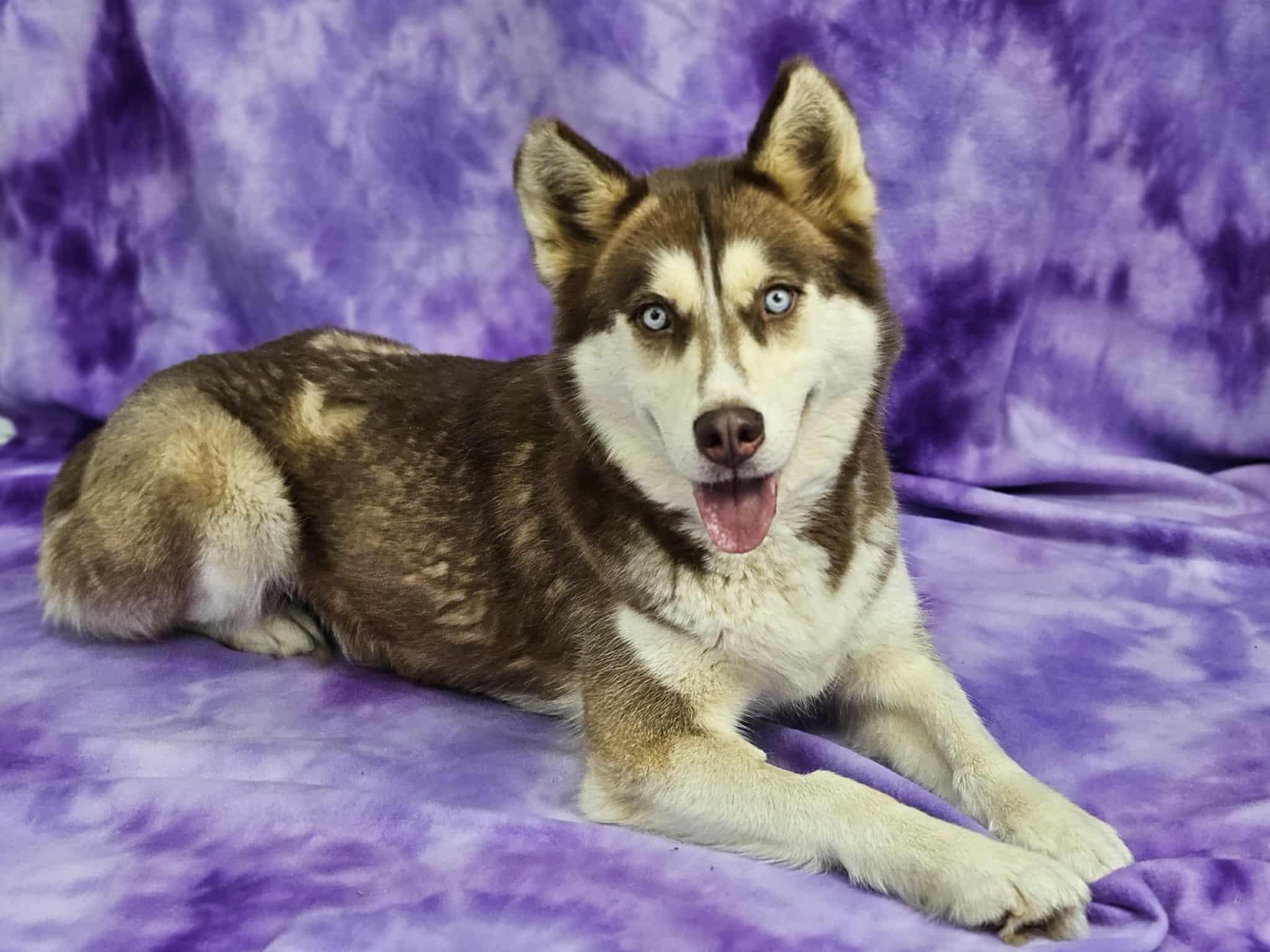 Siri, a Adoptable Siberian Husky in East Sparta, OH image 1/3