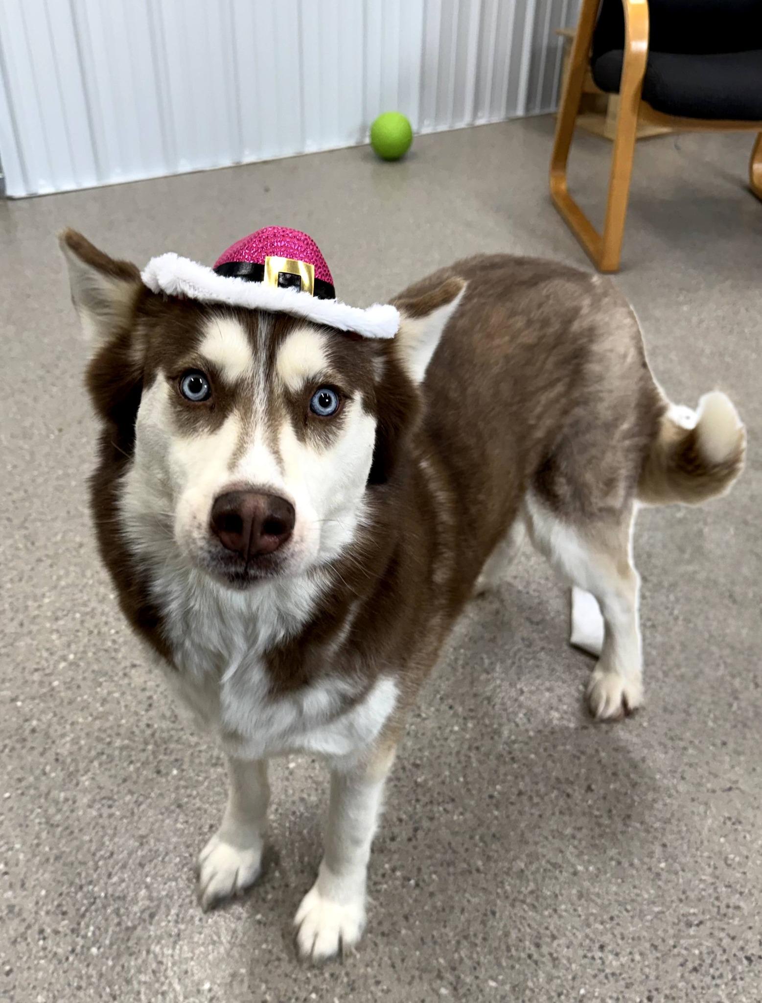 Enlarge Siri, a Adoptable Siberian Husky in East Sparta, OH image 5/6