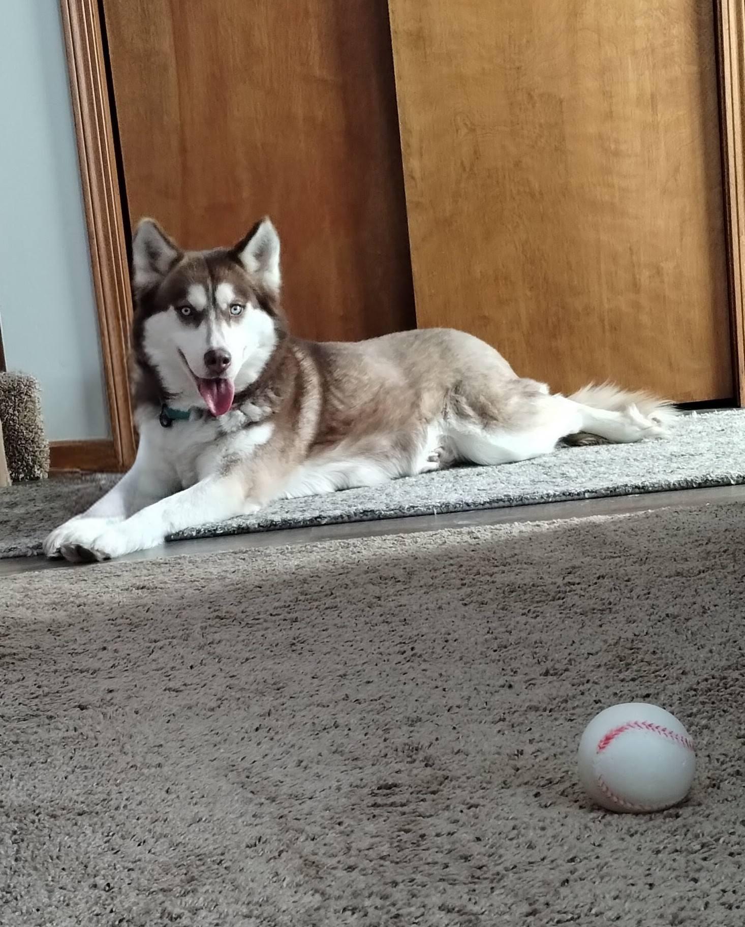 Enlarge Siri, a Adoptable Siberian Husky in East Sparta, OH image 2/6