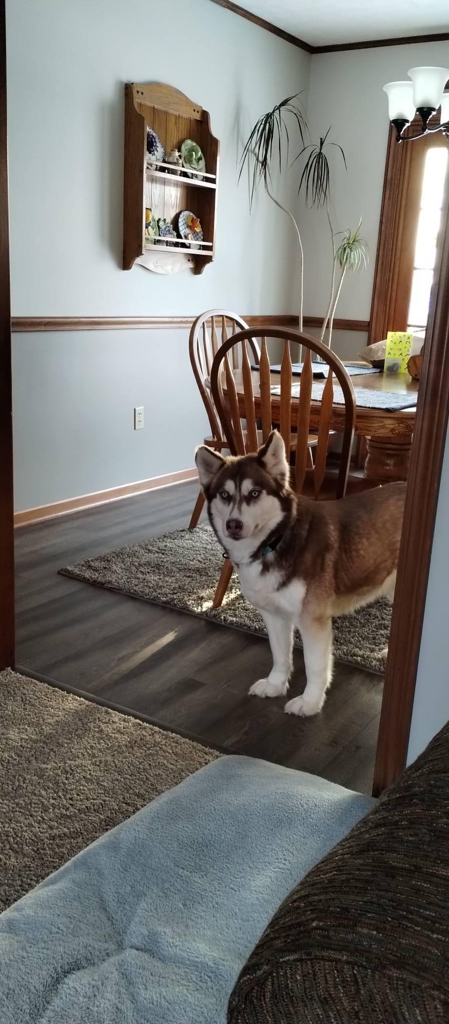 Enlarge Siri, a Adoptable Siberian Husky in East Sparta, OH image 6/6