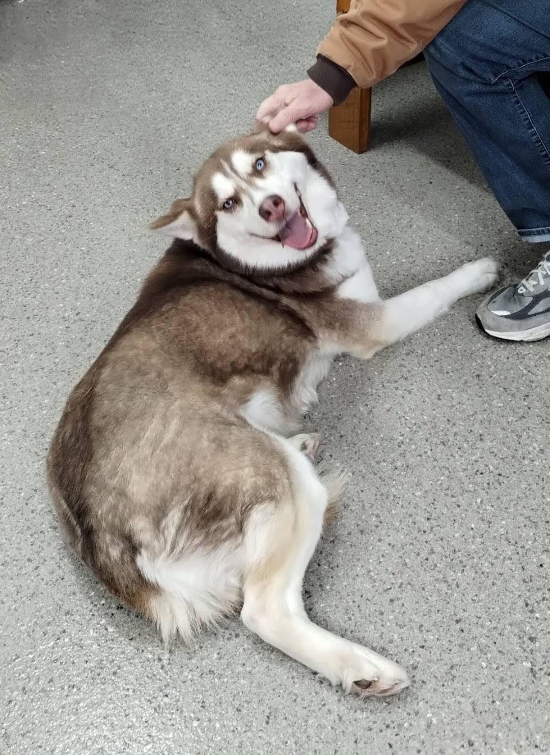 Enlarge Siri, a Adoptable Siberian Husky in East Sparta, OH image 6/6