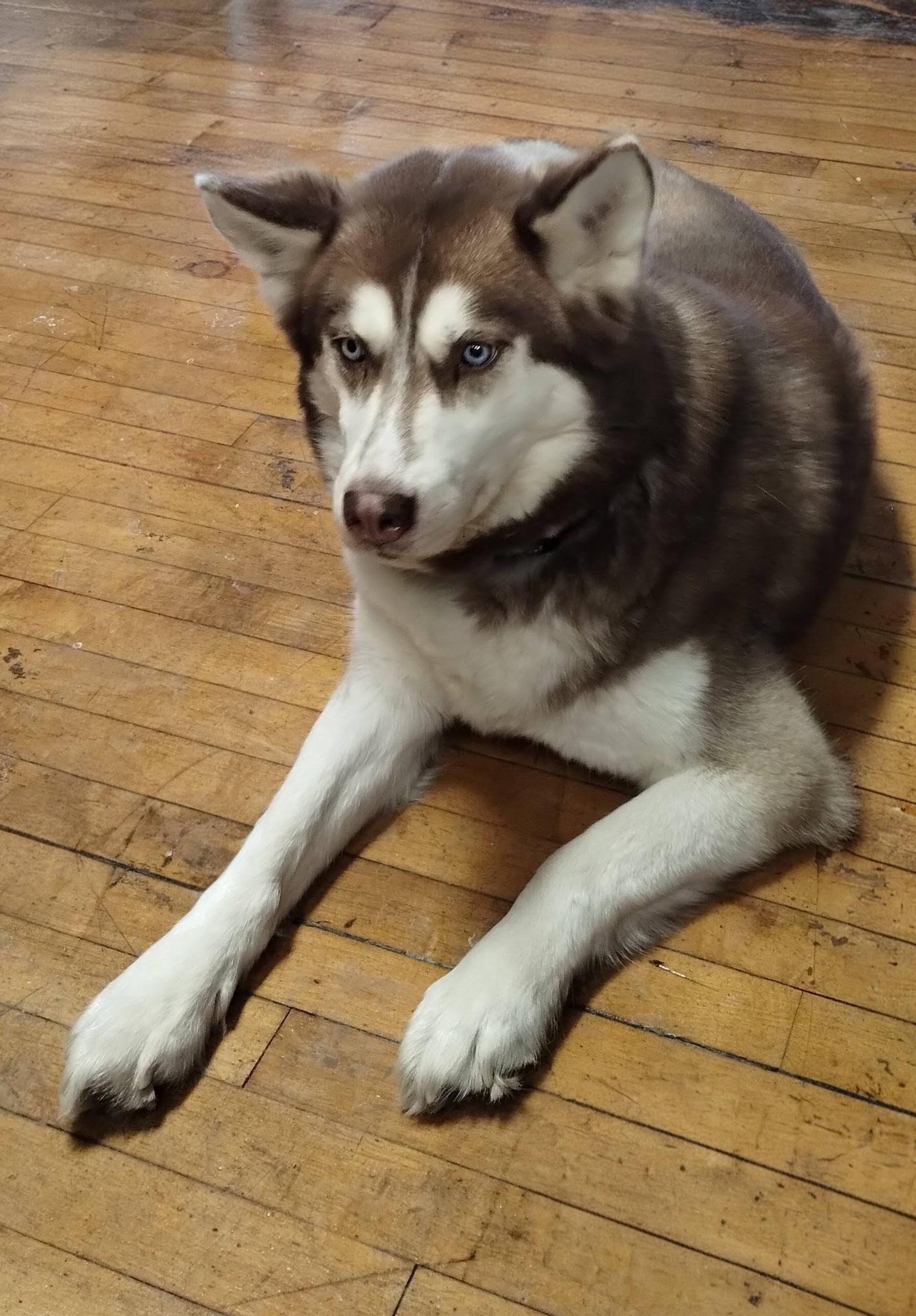 Enlarge Siri, a Adoptable Siberian Husky in East Sparta, OH image 3/6