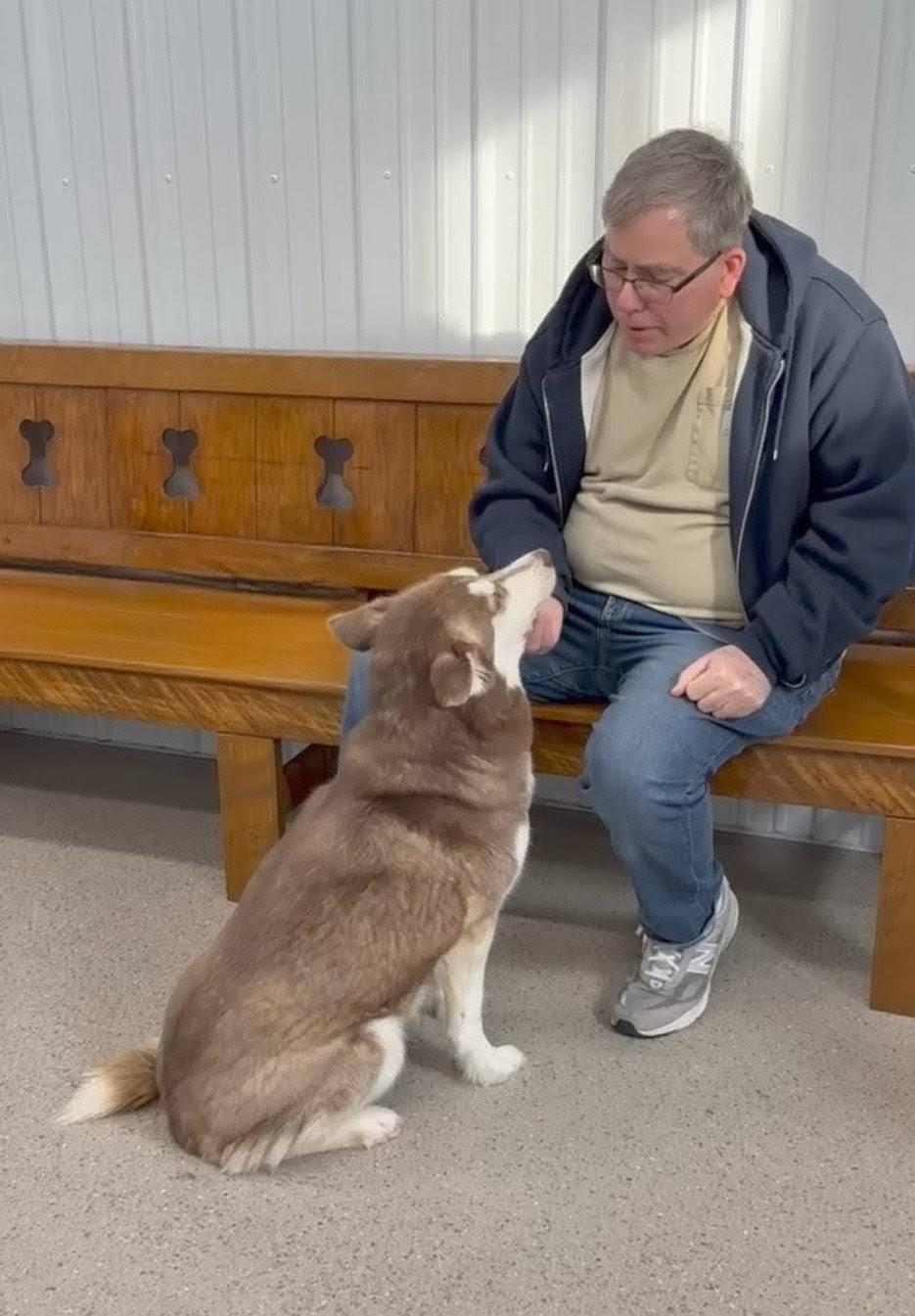 Enlarge Siri, a Adoptable Siberian Husky in East Sparta, OH image 4/6