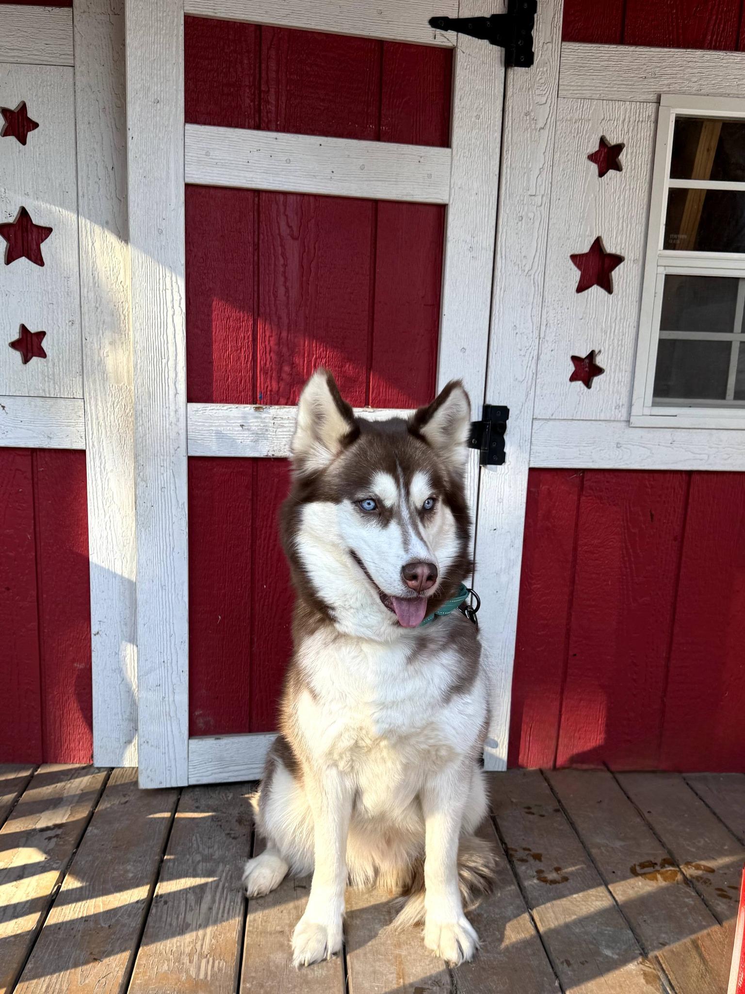 Enlarge Siri, a Adoptable Siberian Husky in East Sparta, OH image 1/5
