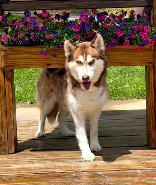 Siri, a Adoptable Siberian Husky in East Sparta, OH image 6/6