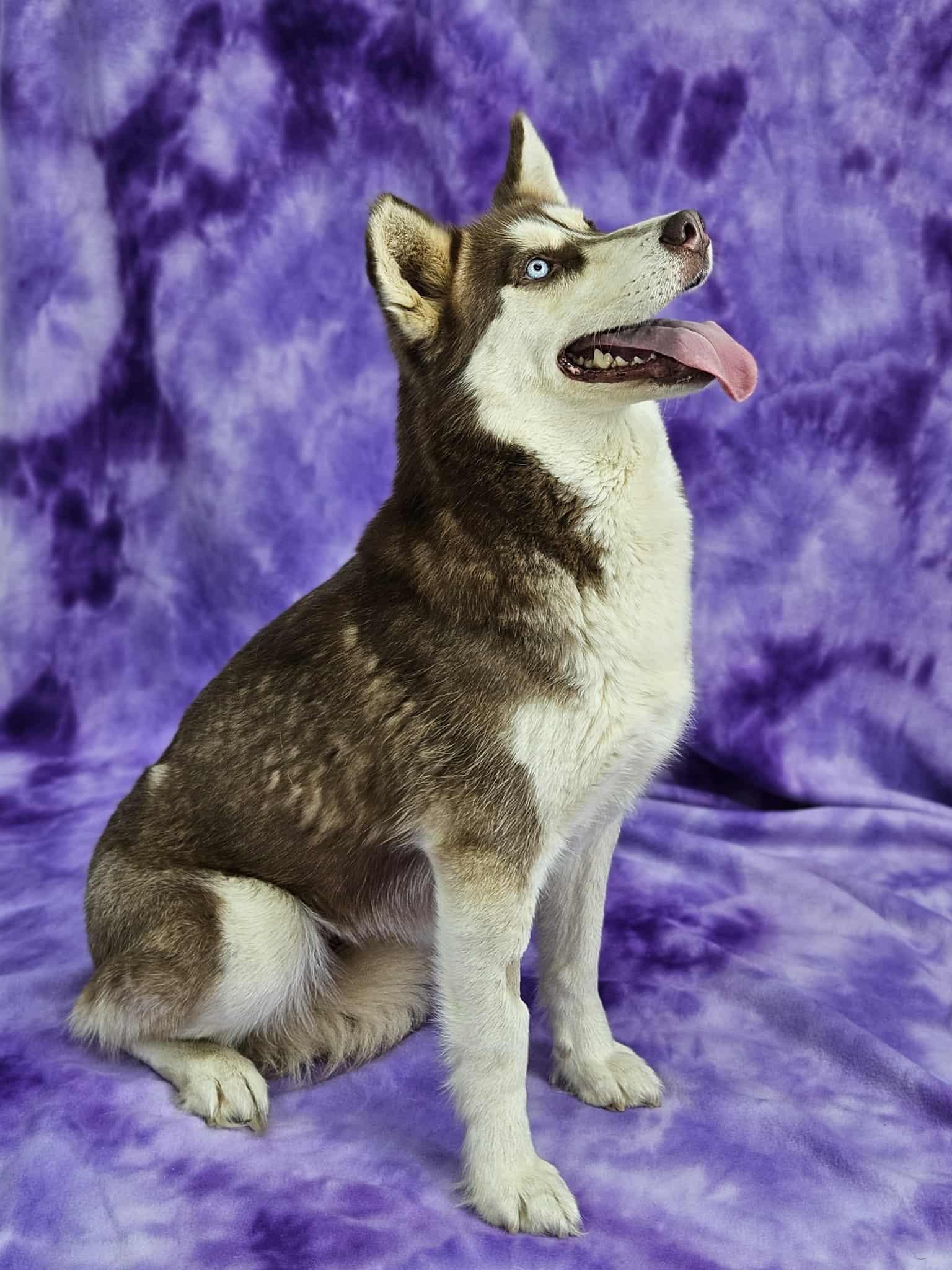Siri, Adoptable, Adult Female Siberian Husky.