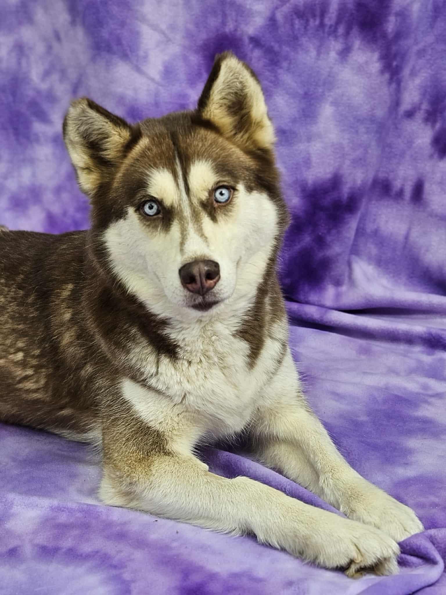 Siri, a Adoptable Siberian Husky in East Sparta, OH image 3/3