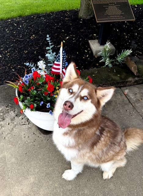 Siri, a Adoptable Siberian Husky in East Sparta, OH image 1/6
