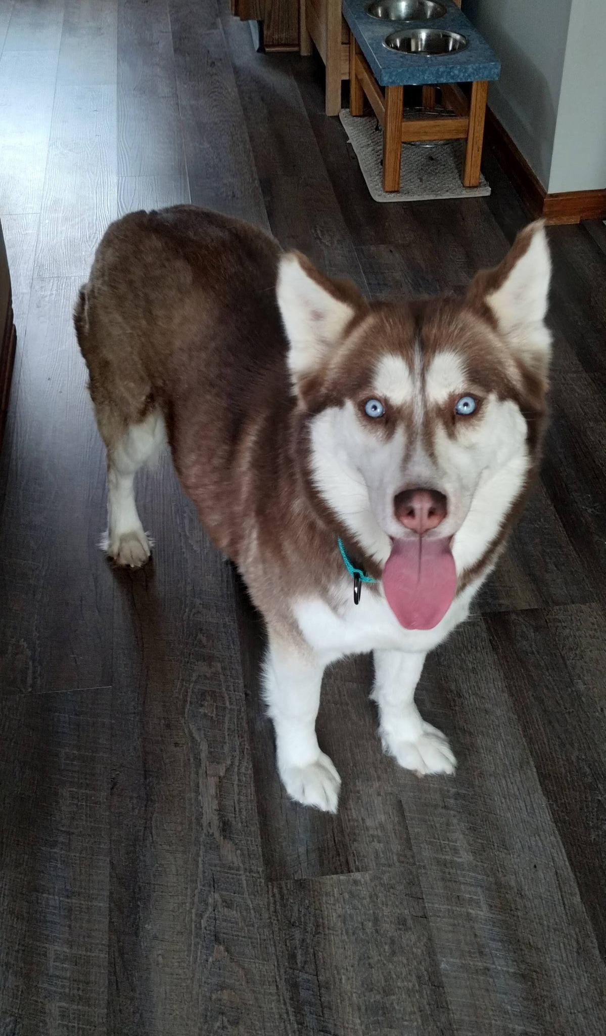 Siri, Adoptable, Adult Female Siberian Husky.