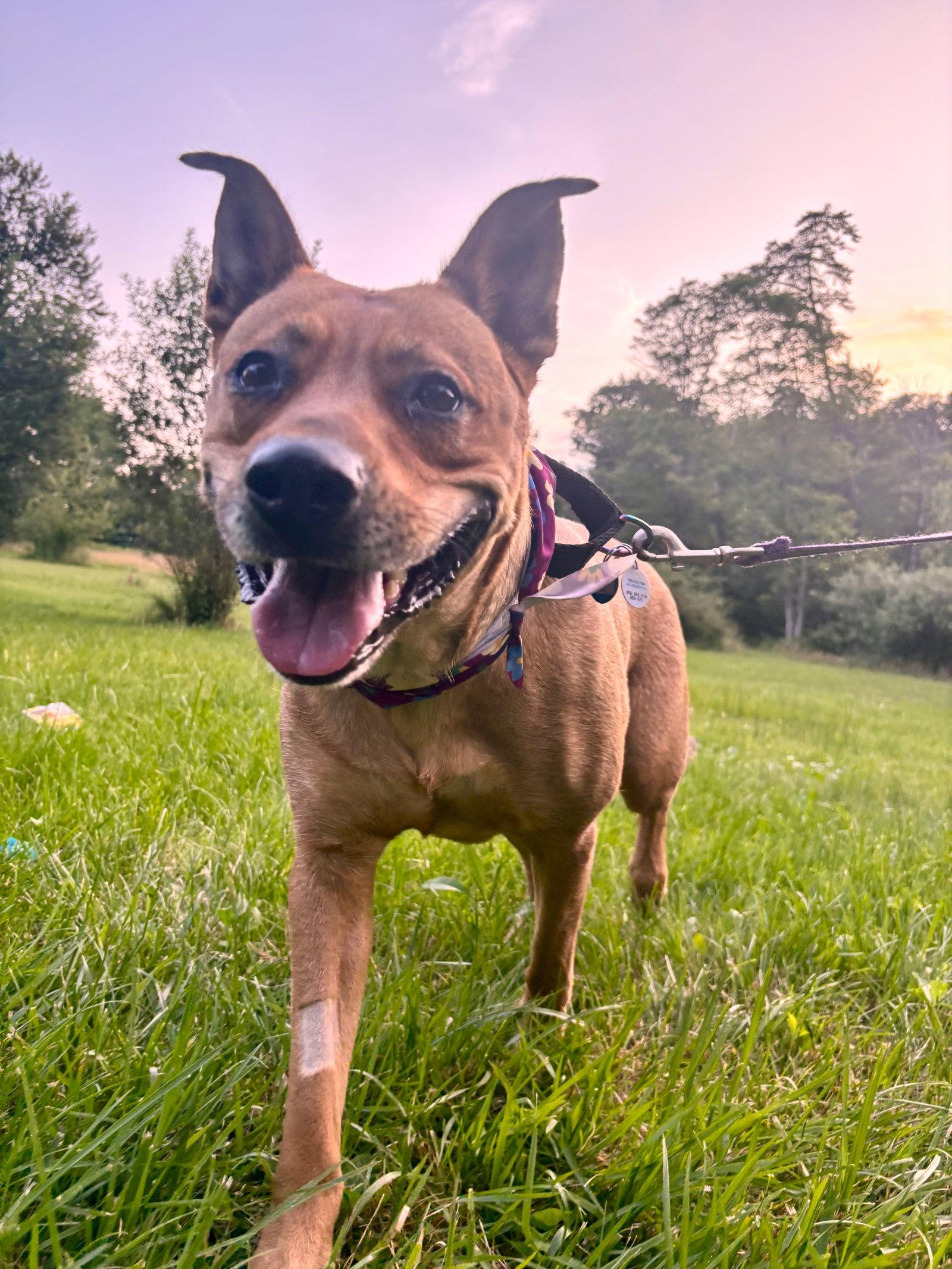 Enlarge Cali Ann, a Adoptable Pit Bull Terrier in Berwick, PA image 2/3