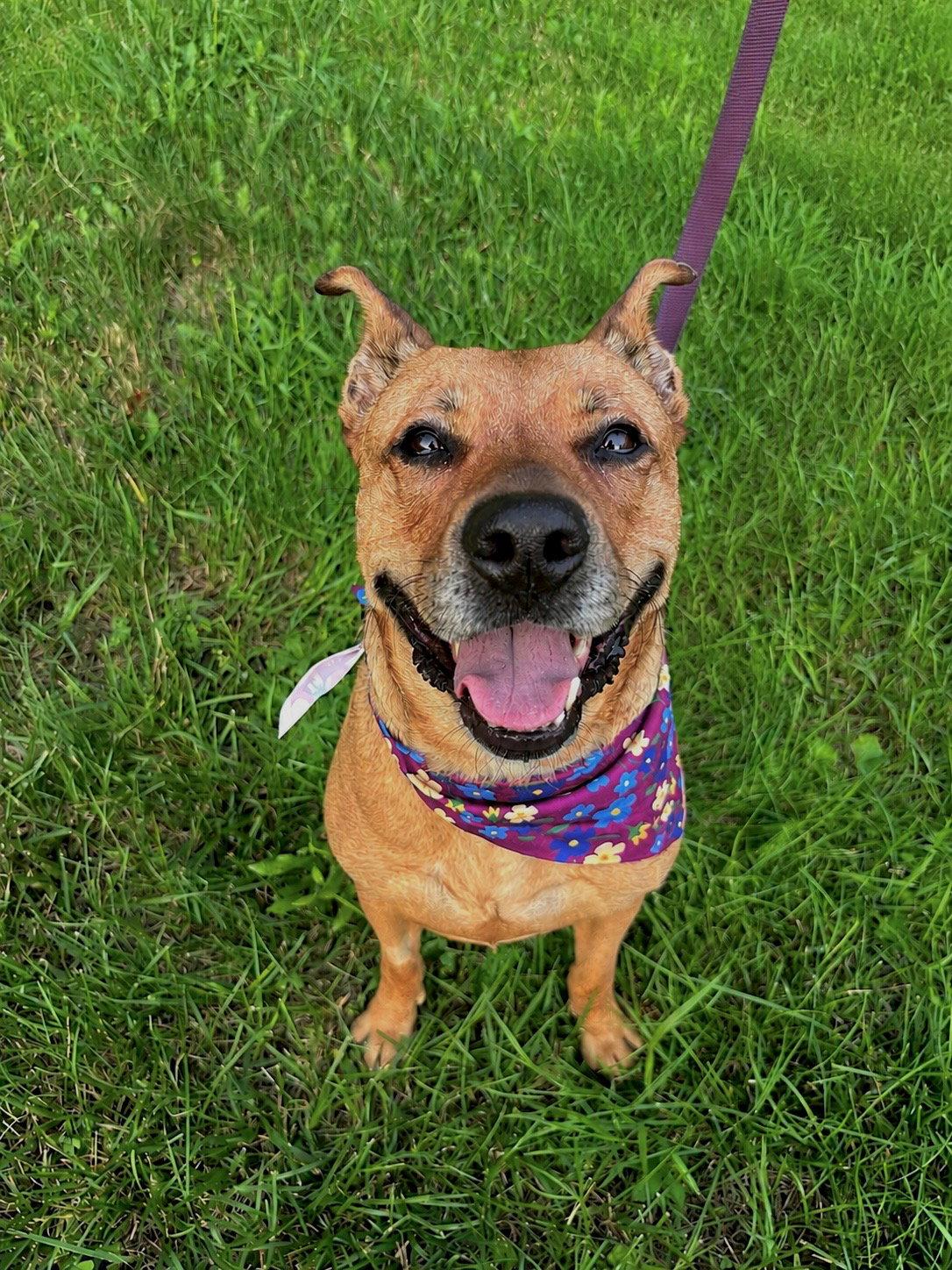 Enlarge Cali Ann, a Adoptable Pit Bull Terrier in Berwick, PA image 3/3