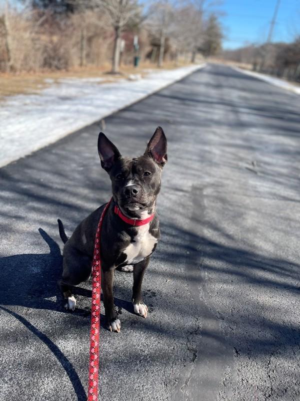 Sweetheart, a Adoptable mixed breed in Skillman, NJ image 2/6