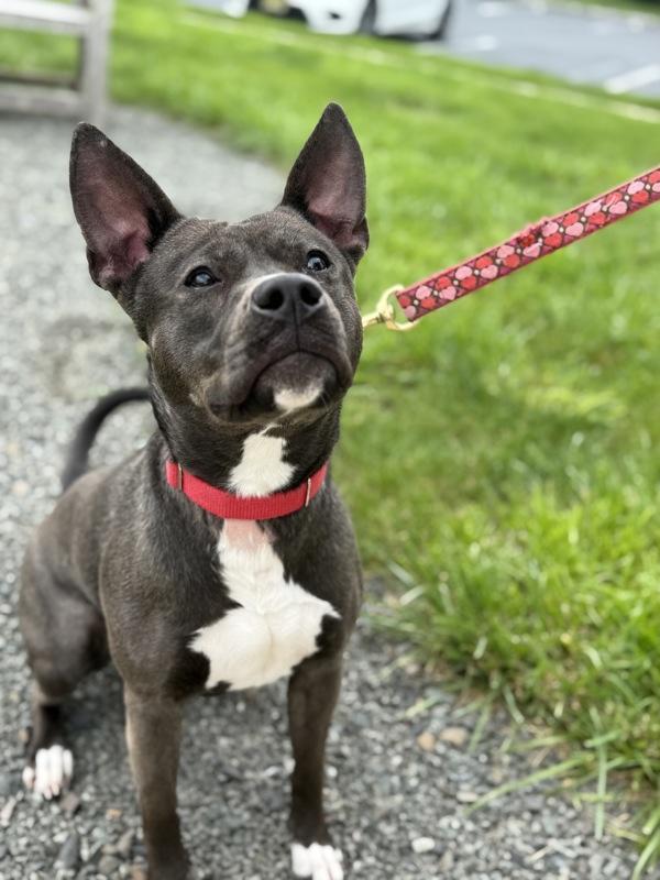 Sweetheart, a Adoptable mixed breed in Skillman, NJ image 3/6