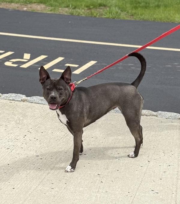 Sweetheart, a Adoptable mixed breed in Skillman, NJ image 4/6