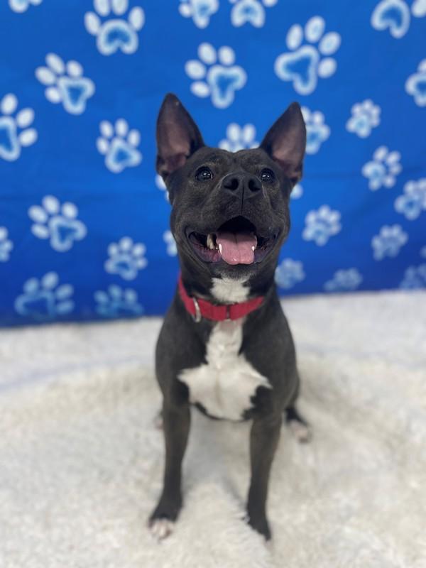 Sweetheart, a Adoptable mixed breed in Skillman, NJ image 5/6