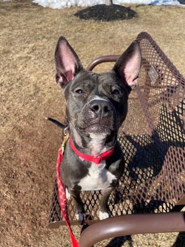 Sweetheart, a Adoptable mixed breed in Skillman, NJ image 6/6