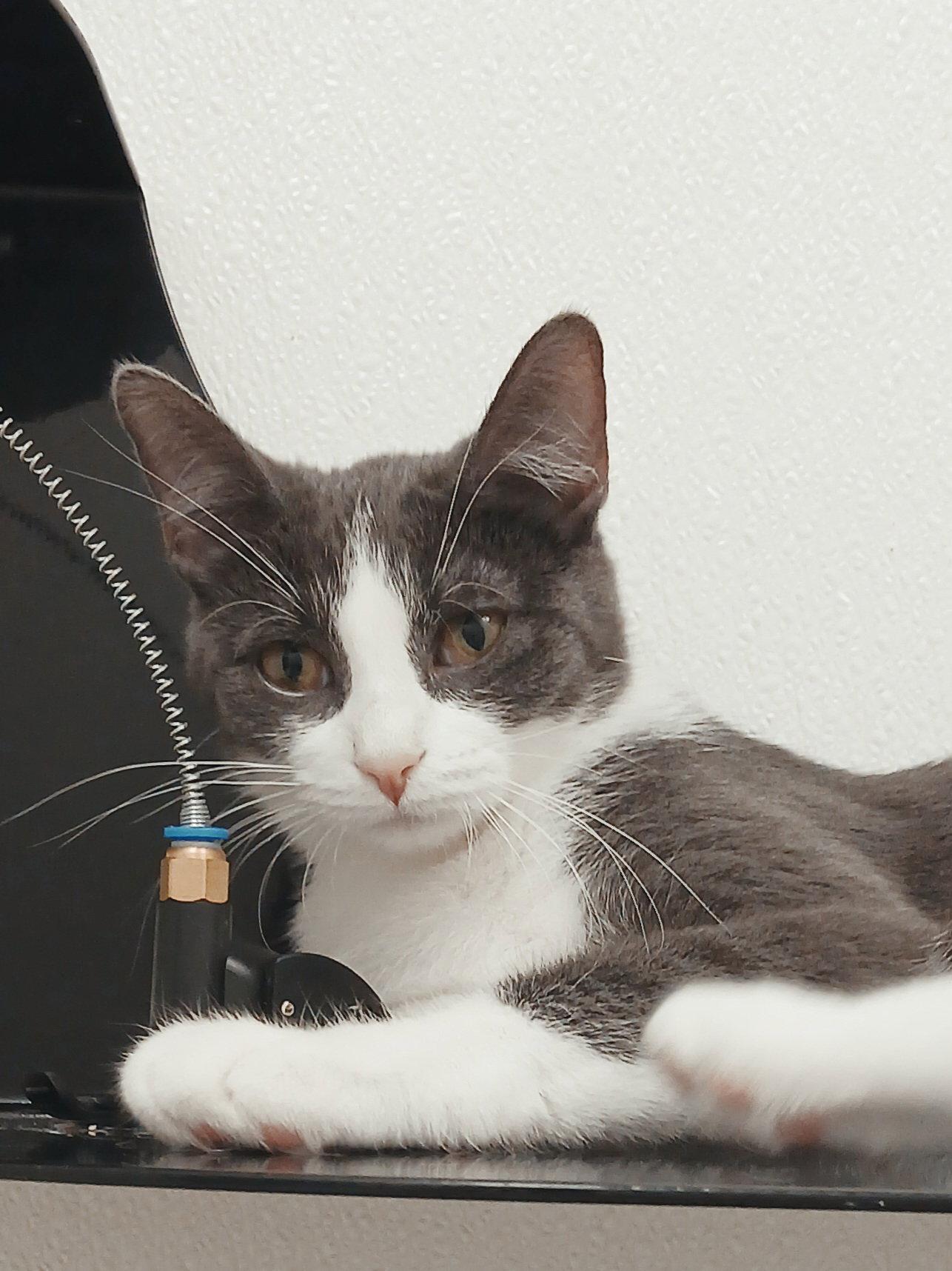 Enlarge Tiff-Tiff, a Adoptable Domestic Short Hair in Bay City, MI image 1/1