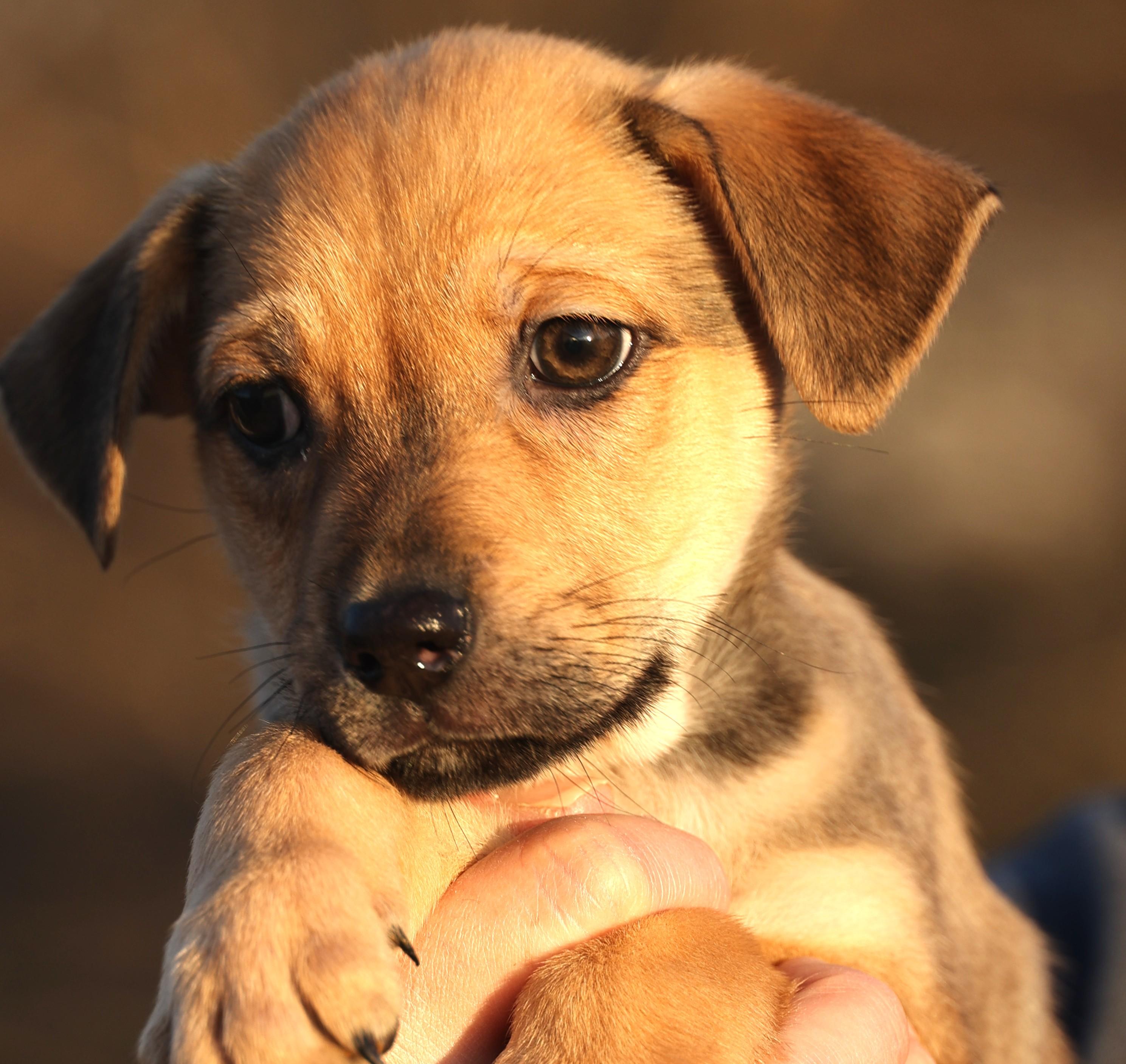 Cassie-Available! www.lhar.dog to apply! , adoptable, Puppy Female Shepherd.