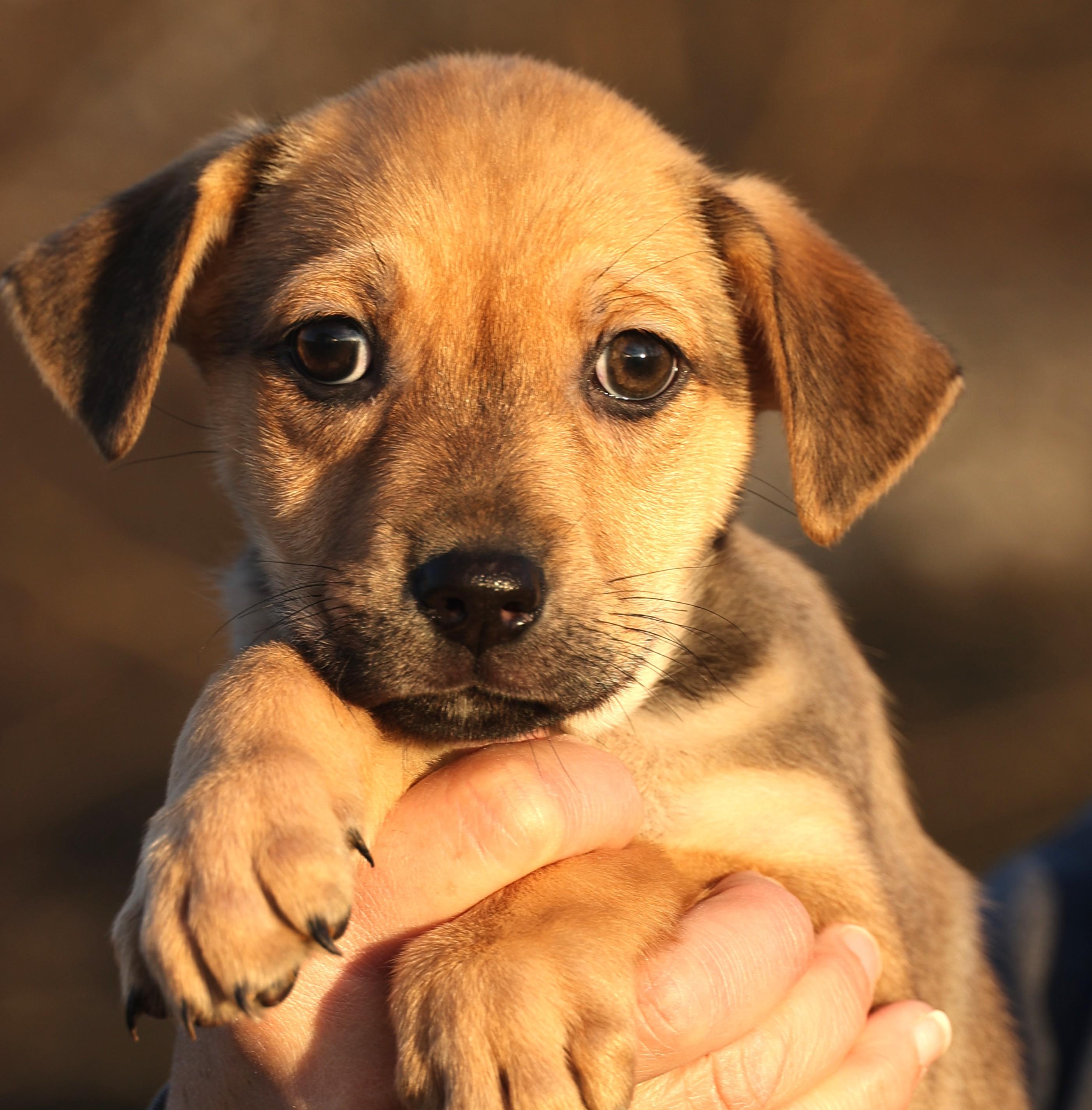 Enlarge Cassie-Available! www.lhar.dog to apply! , an adoptable mixed breed in Frederick, MD image 2/6