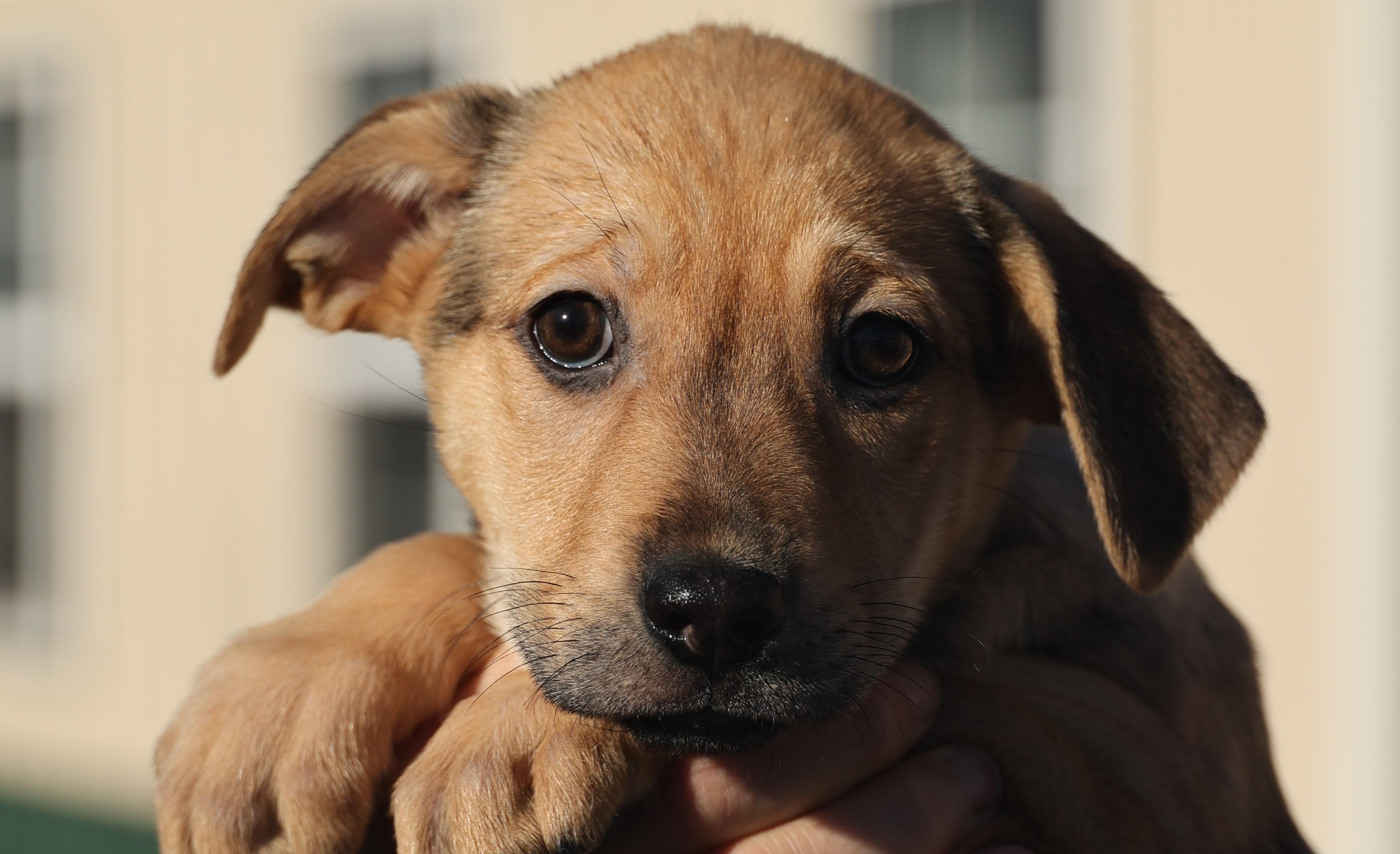 Cassie-Available! www.lhar.dog to apply! , adoptable, Puppy Female Shepherd.