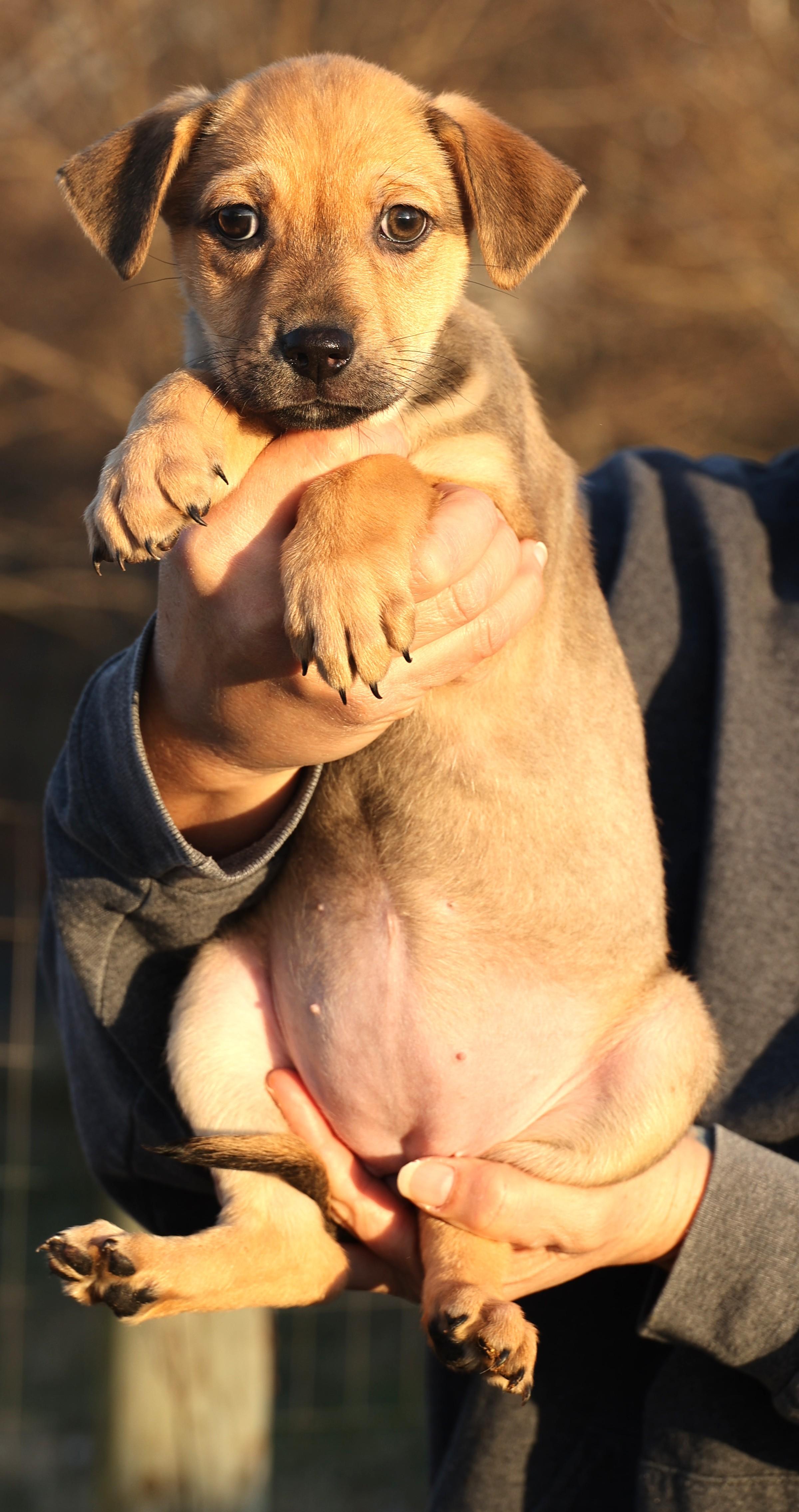 Enlarge Cassie-Available! www.lhar.dog to apply! , an adoptable mixed breed in Frederick, MD image 4/6