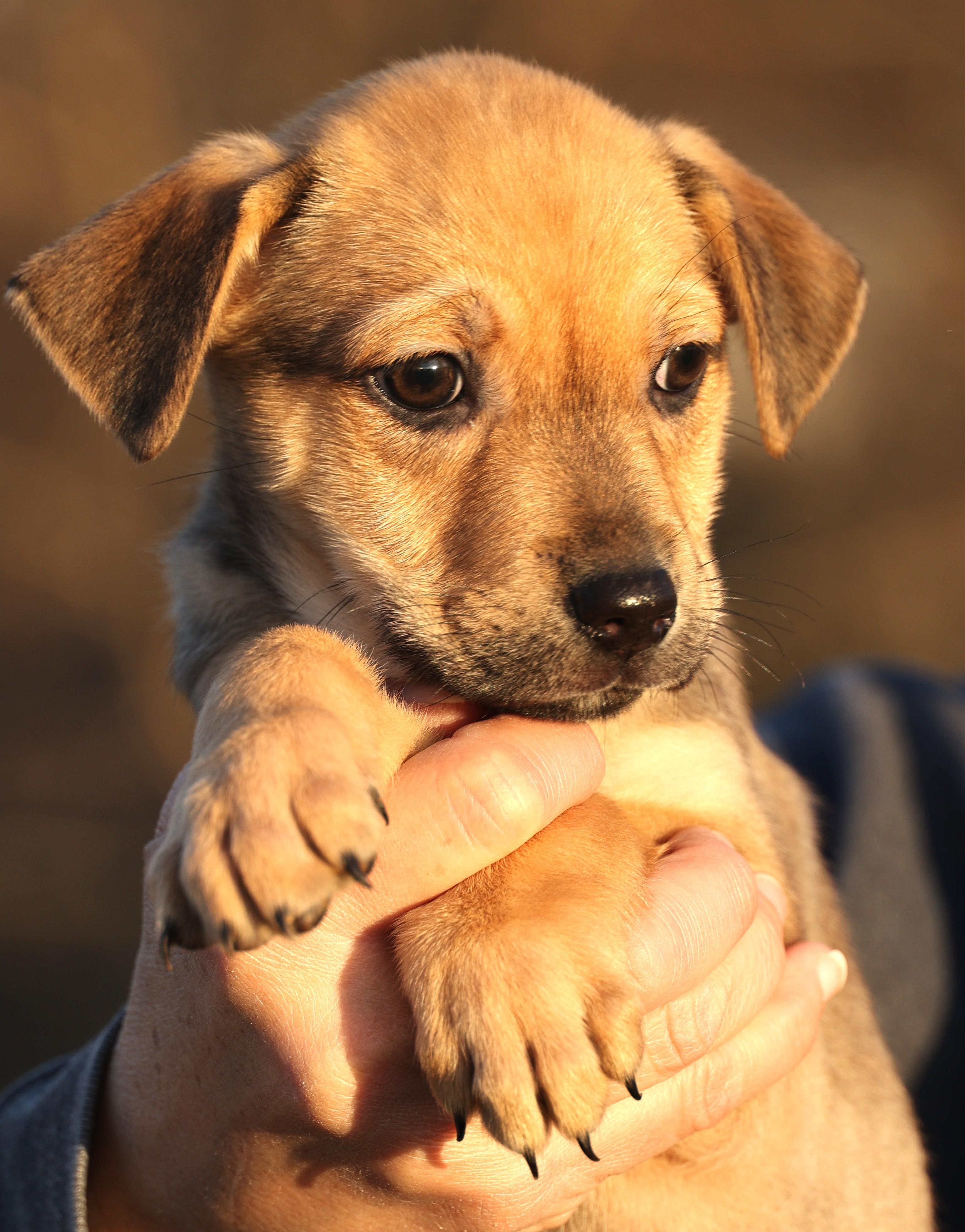 Enlarge Cassie-Available! www.lhar.dog to apply! , an adoptable mixed breed in Frederick, MD image 3/6