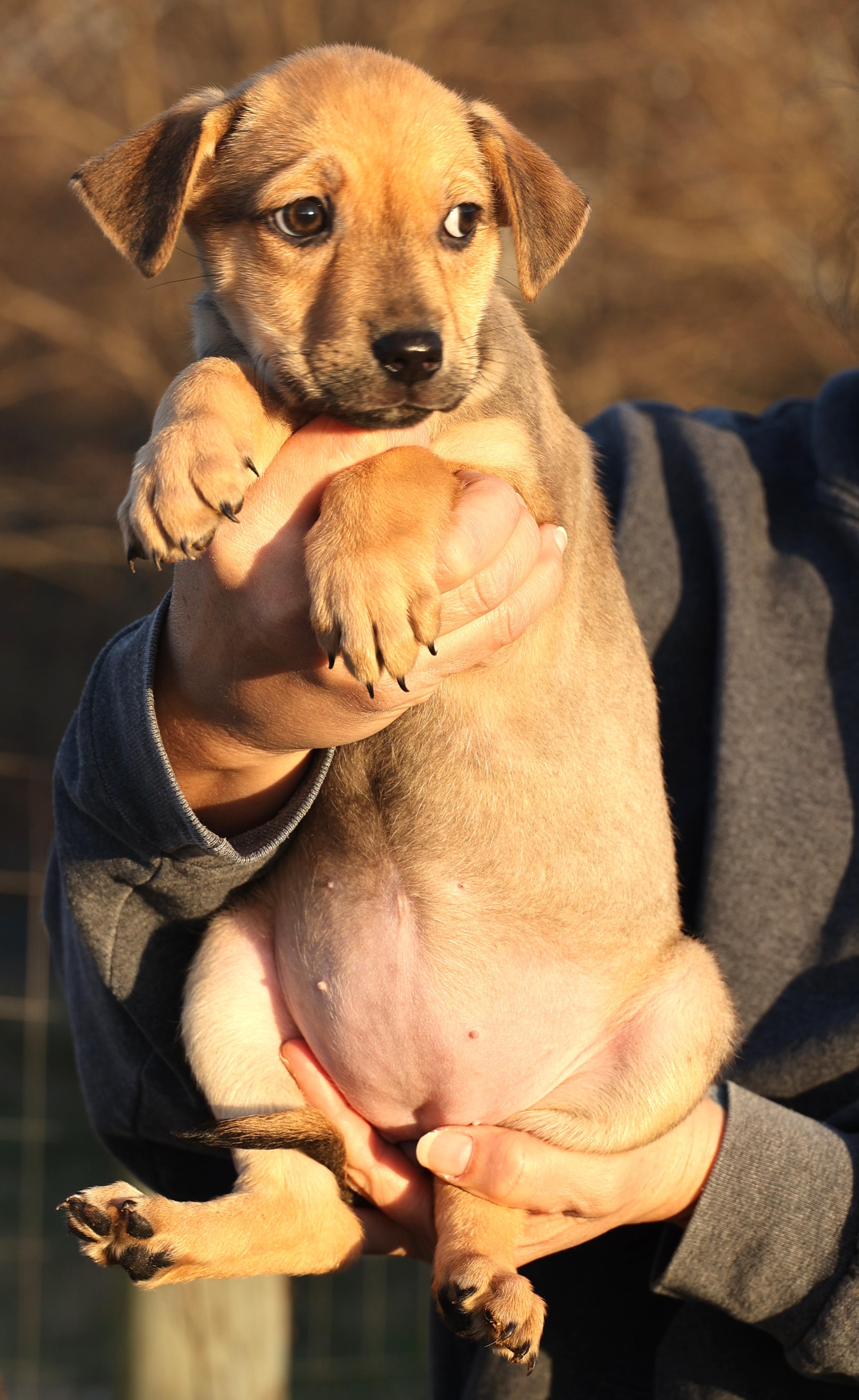 Enlarge Cassie-Available! www.lhar.dog to apply! , an adoptable mixed breed in Frederick, MD image 5/6