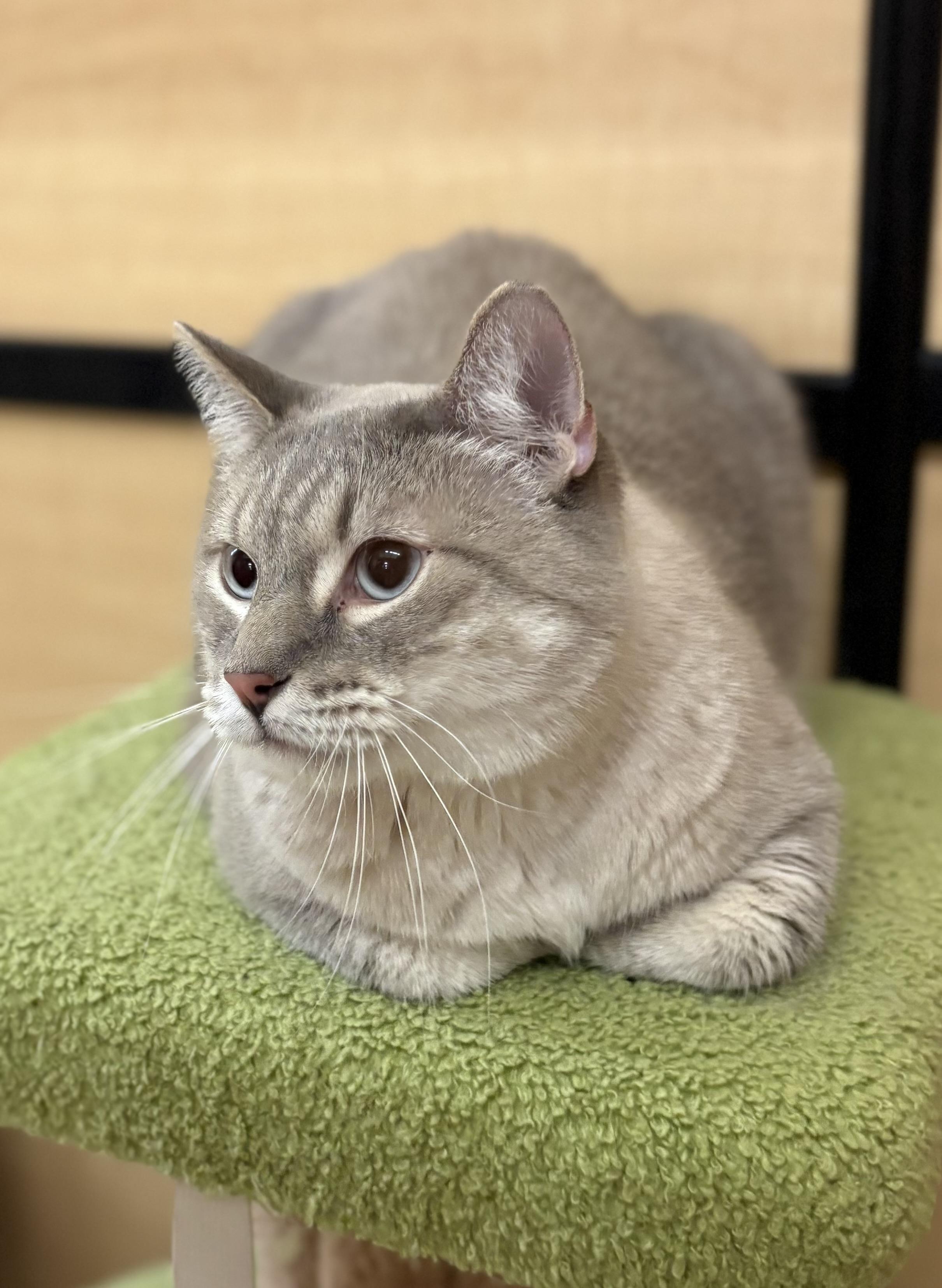 Enlarge Snowman, a Adoptable mixed breed in SCOTTSDALE, AZ image 1/5