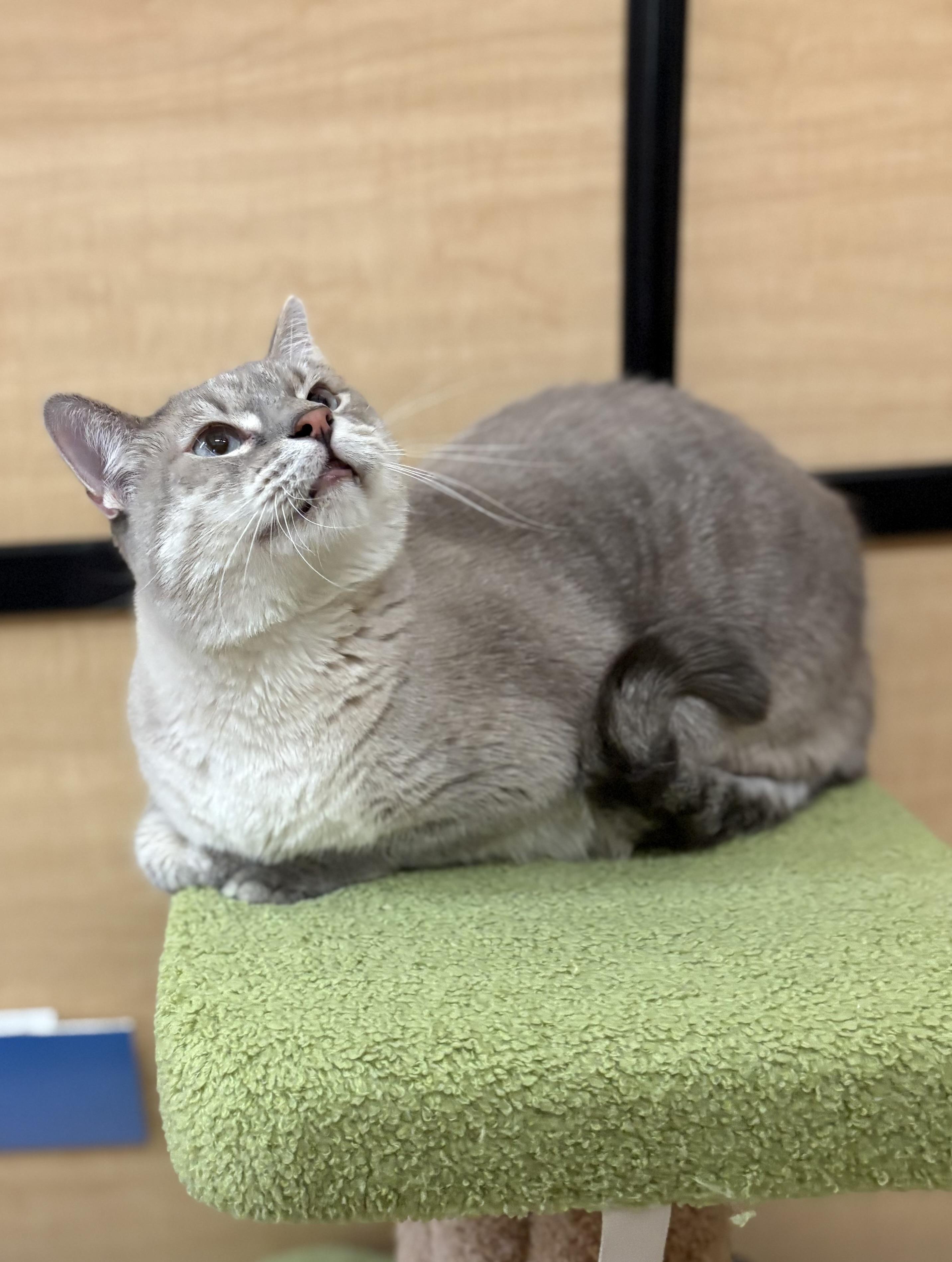 Enlarge Snowman, a Adoptable mixed breed in SCOTTSDALE, AZ image 2/5