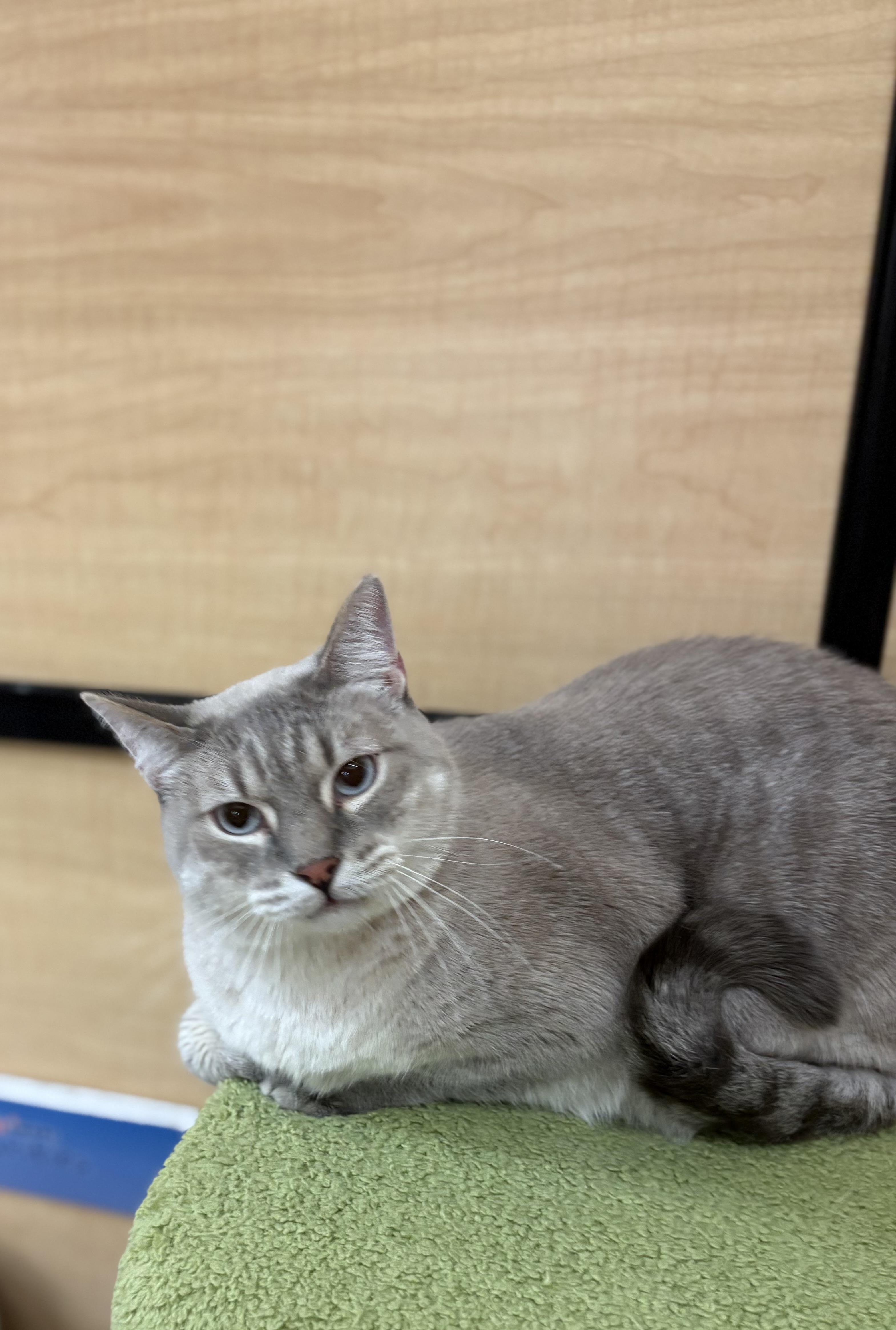 Enlarge Snowman, a Adoptable mixed breed in SCOTTSDALE, AZ image 3/5