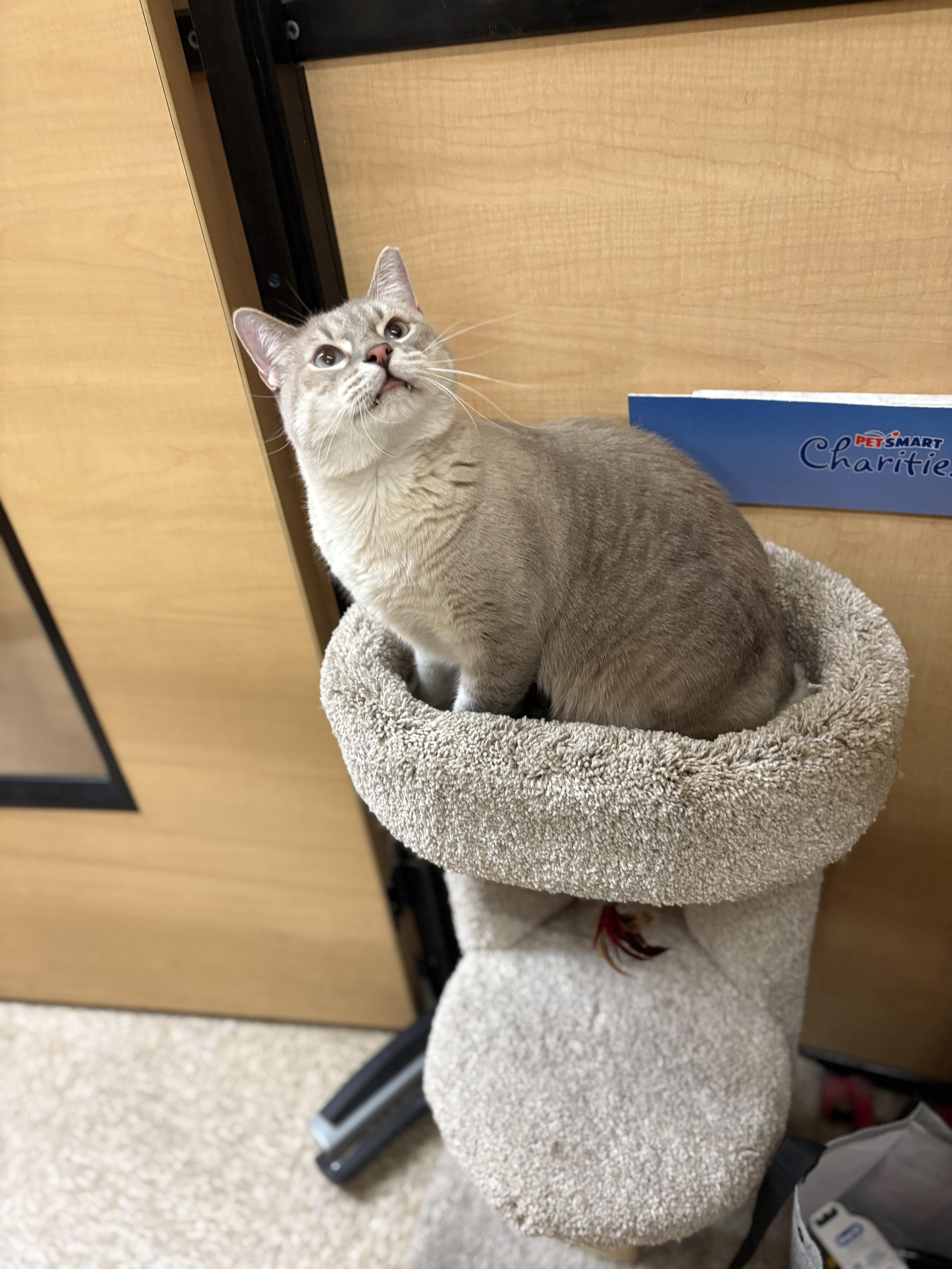 Enlarge Snowman, a Adoptable mixed breed in SCOTTSDALE, AZ image 4/5