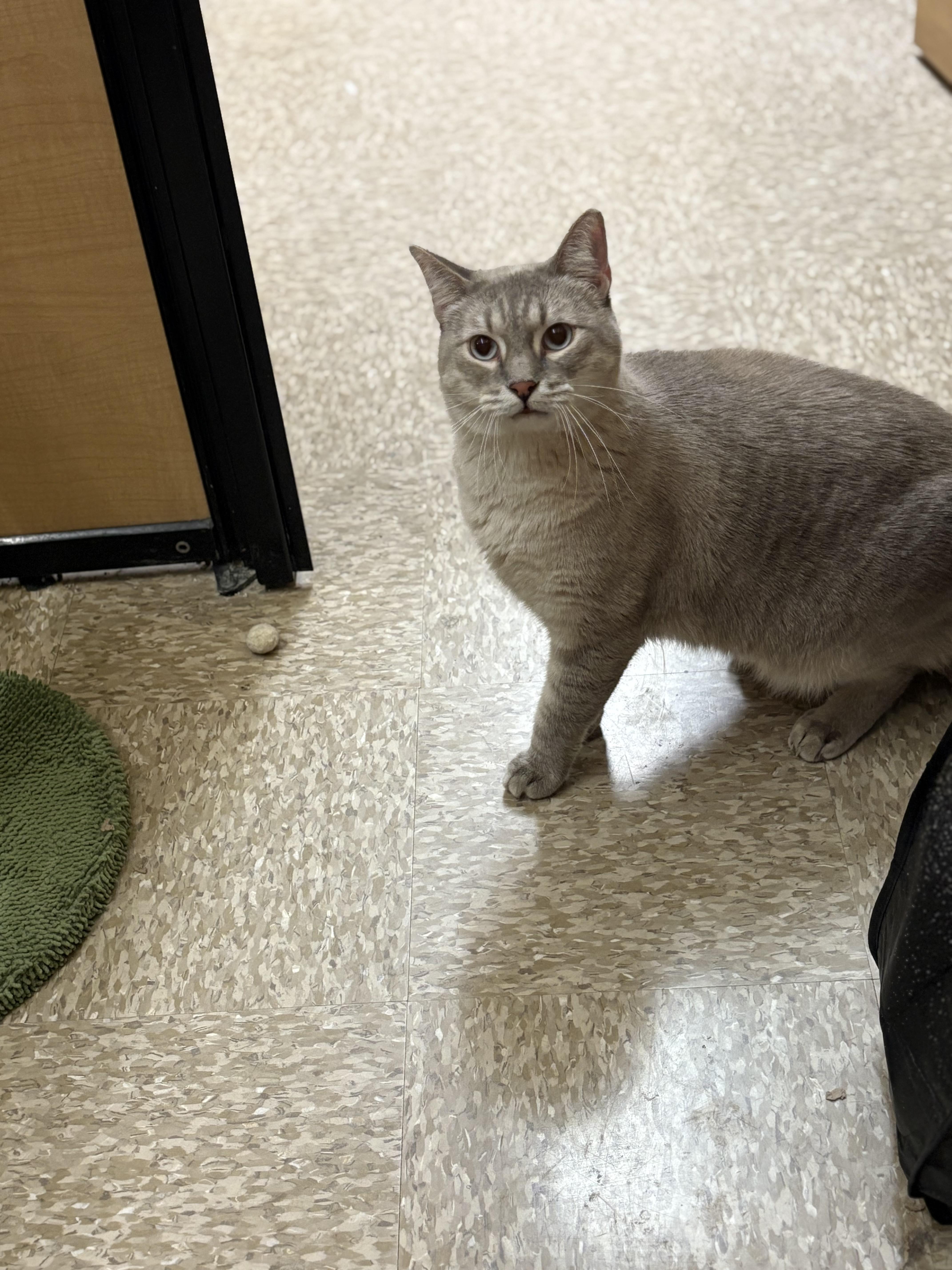 Enlarge Snowman, a Adoptable mixed breed in SCOTTSDALE, AZ image 5/5