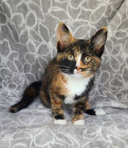 Enlarge 7155 (Berry), a Adoptable Calico in Lake City, MI image 1/1