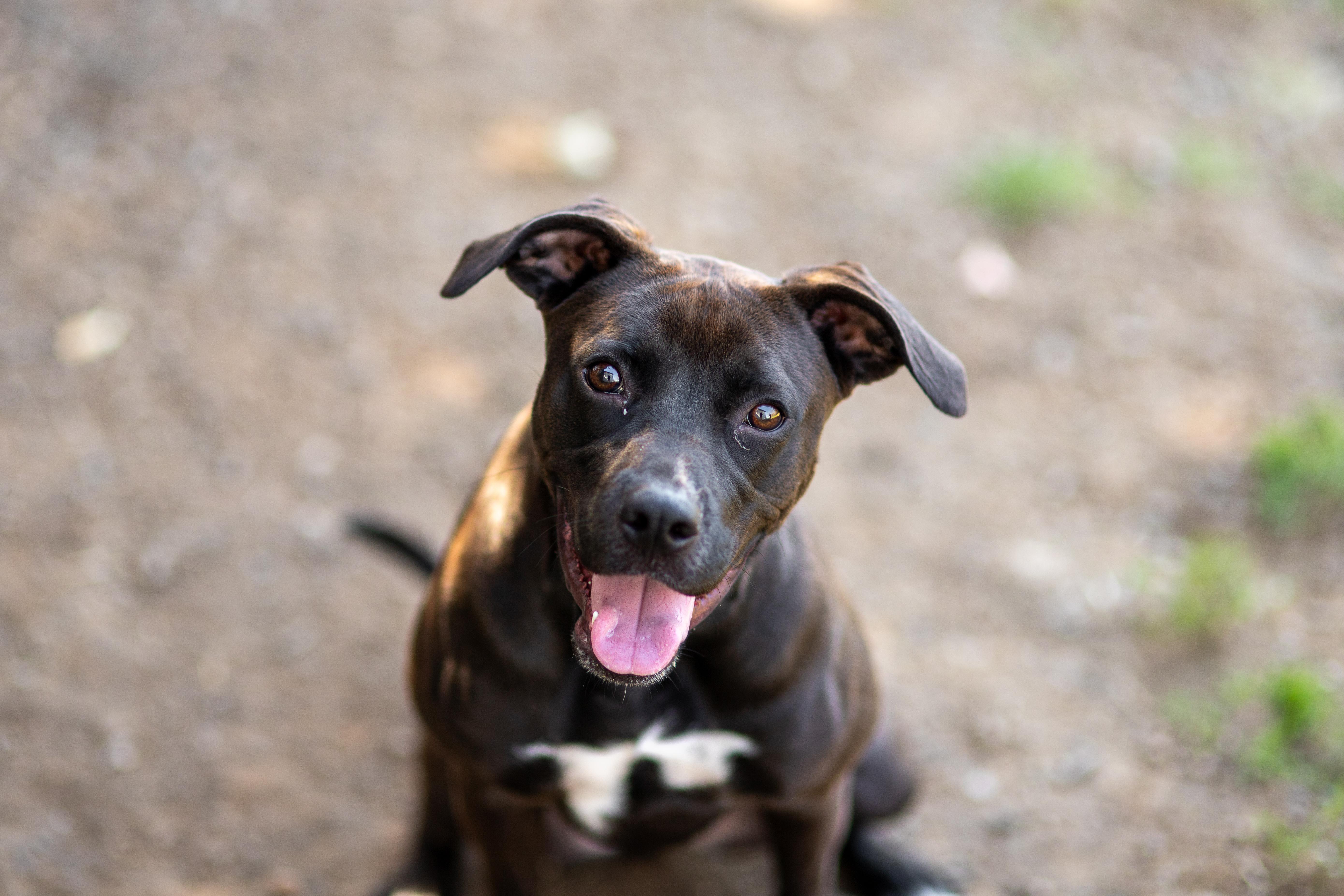 Truffle, Adoptable, Young Female Terrier.