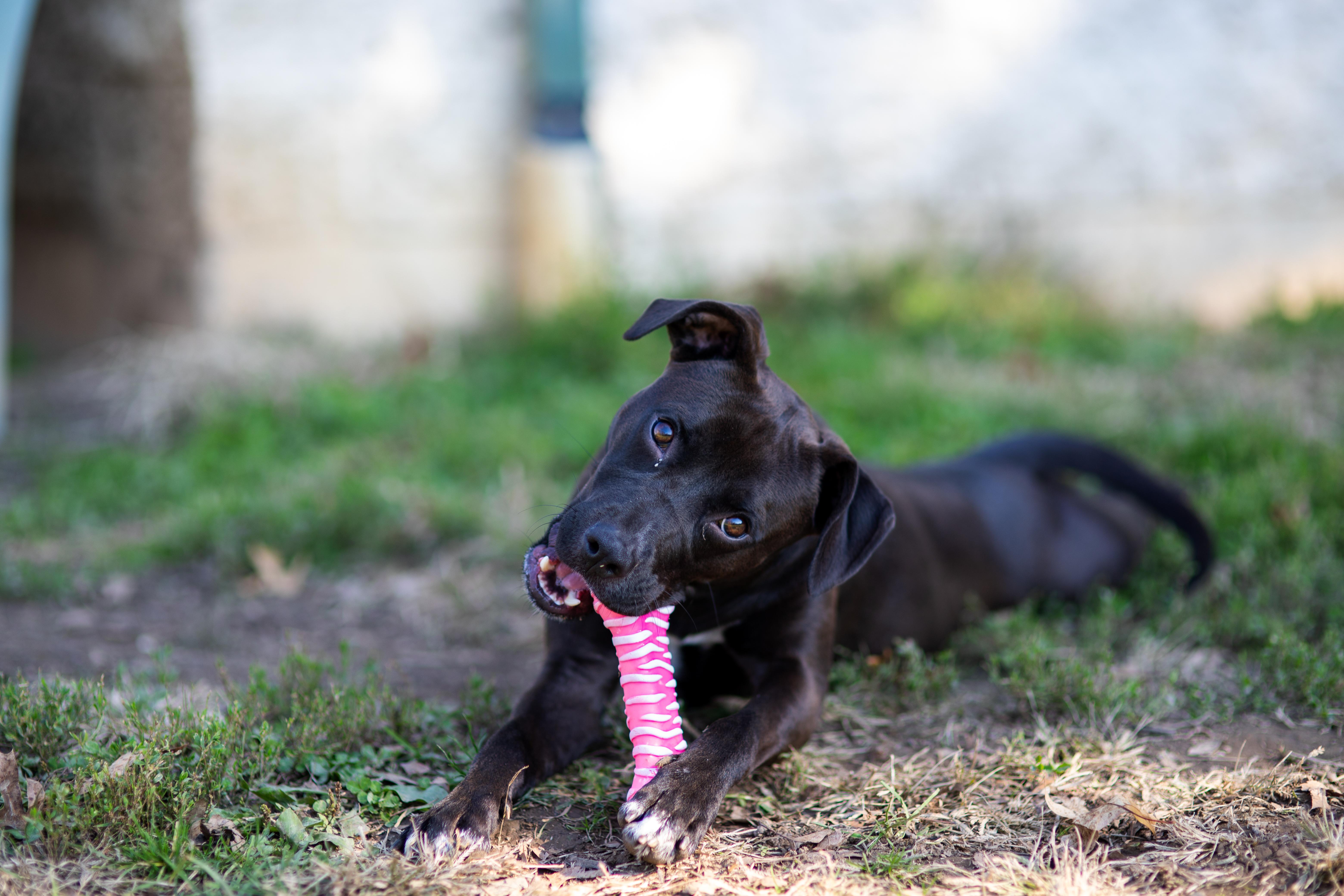 Enlarge Truffle, a Adoptable mixed breed in Millfield, OH image 4/4