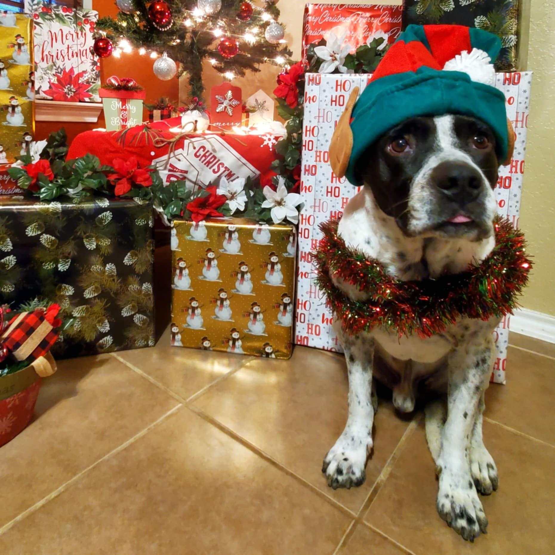 Enlarge Mylo, a Adoptable mixed breed in Hermiston, OR image 2/6