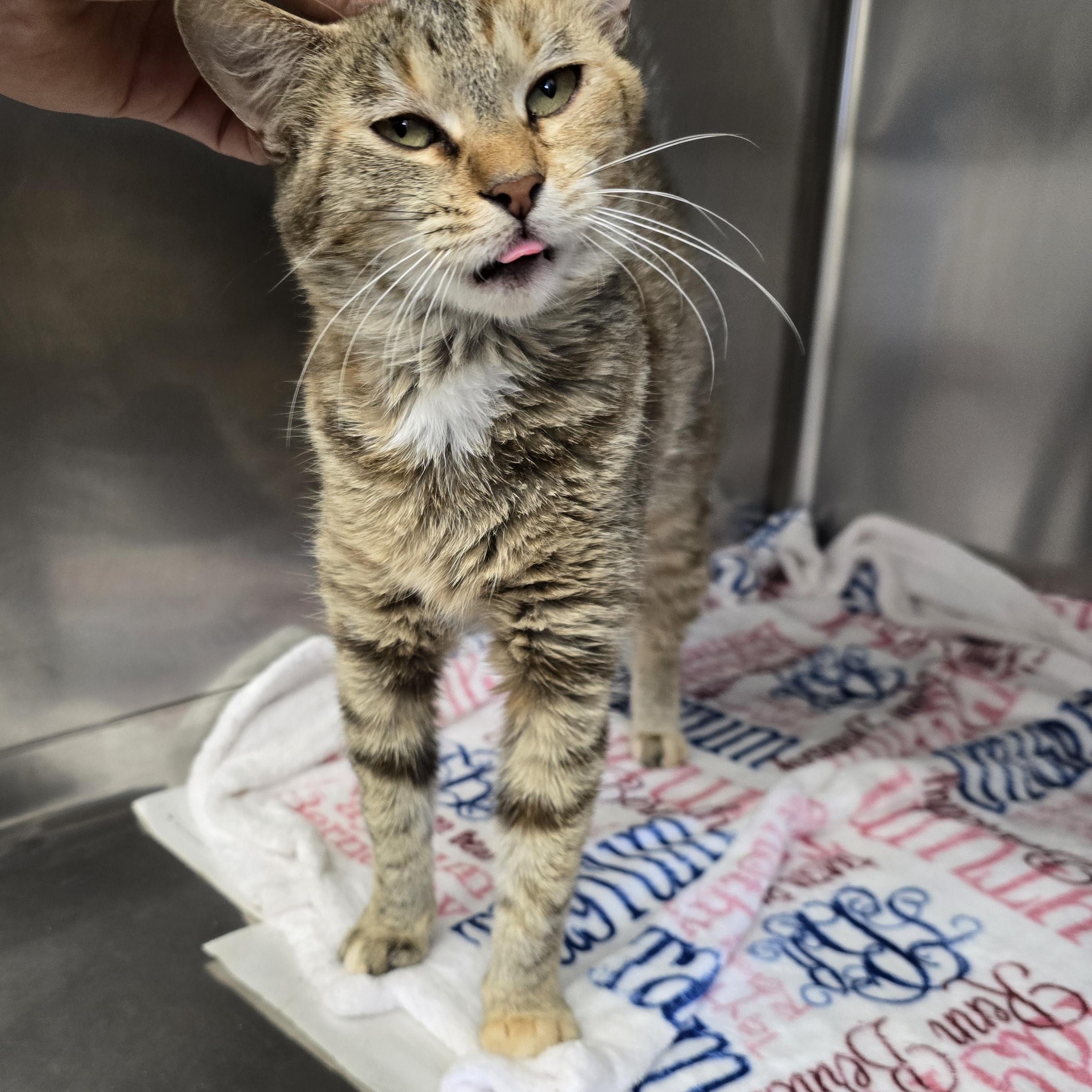 Frappe, a Adoptable Domestic Short Hair in Beaufort, MO image 3/6